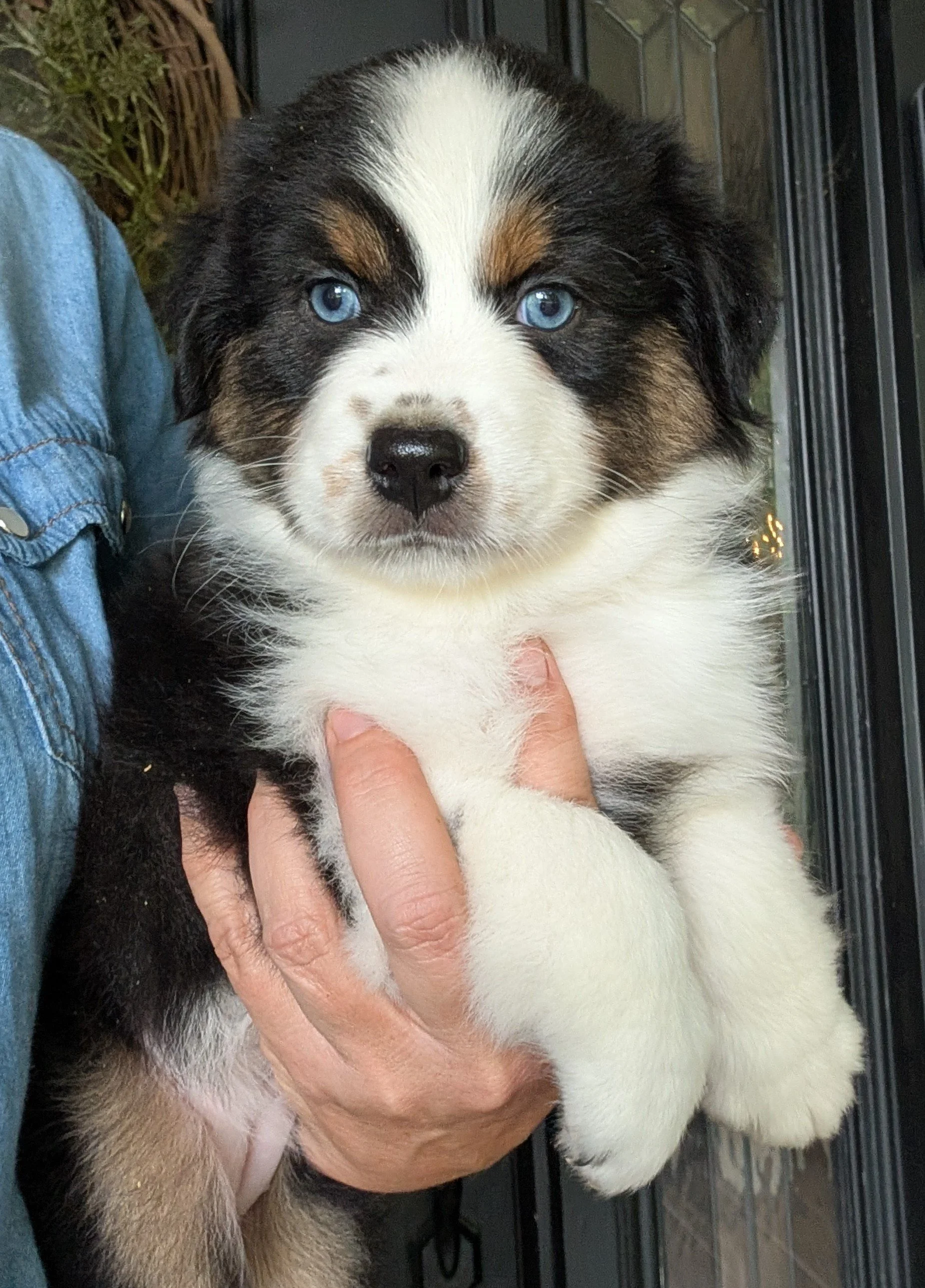 "NADIA" (Russian "Hope") AKC Blue eyed Black Tri Female, Ready June 16, 2026, Sasha & Saint, AVAILABLE! Memorial Sales Price: $1800