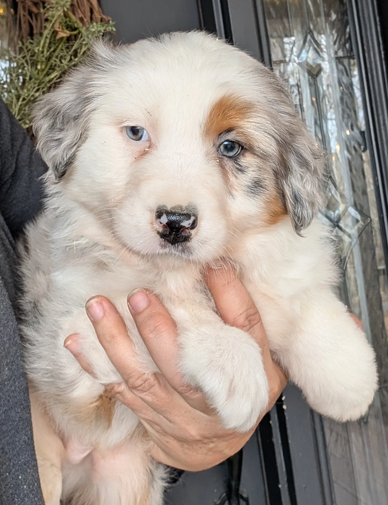 "AIDAN" AKC Blue Merle Male, Ellie & Nico, AVAILABLE! Ready to go home, $2000