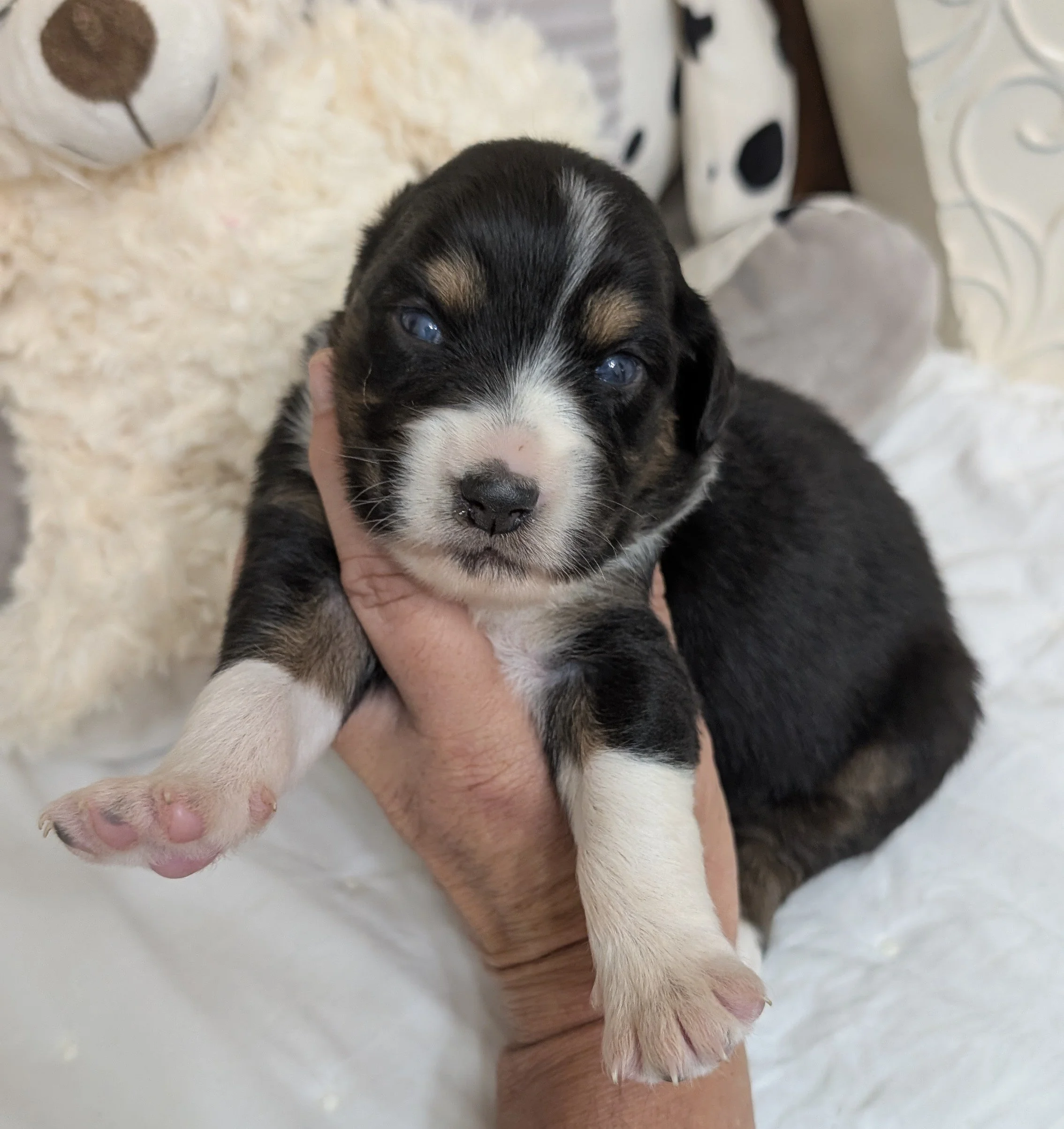 "JUNIPER" AKC Black Tri Female, Wren & Saint, Ready Labor Day Weekend! I am in Puppy Prep at Ash River.  I am AVAILABLE! LABOR DAY SALES PRICE: $1500