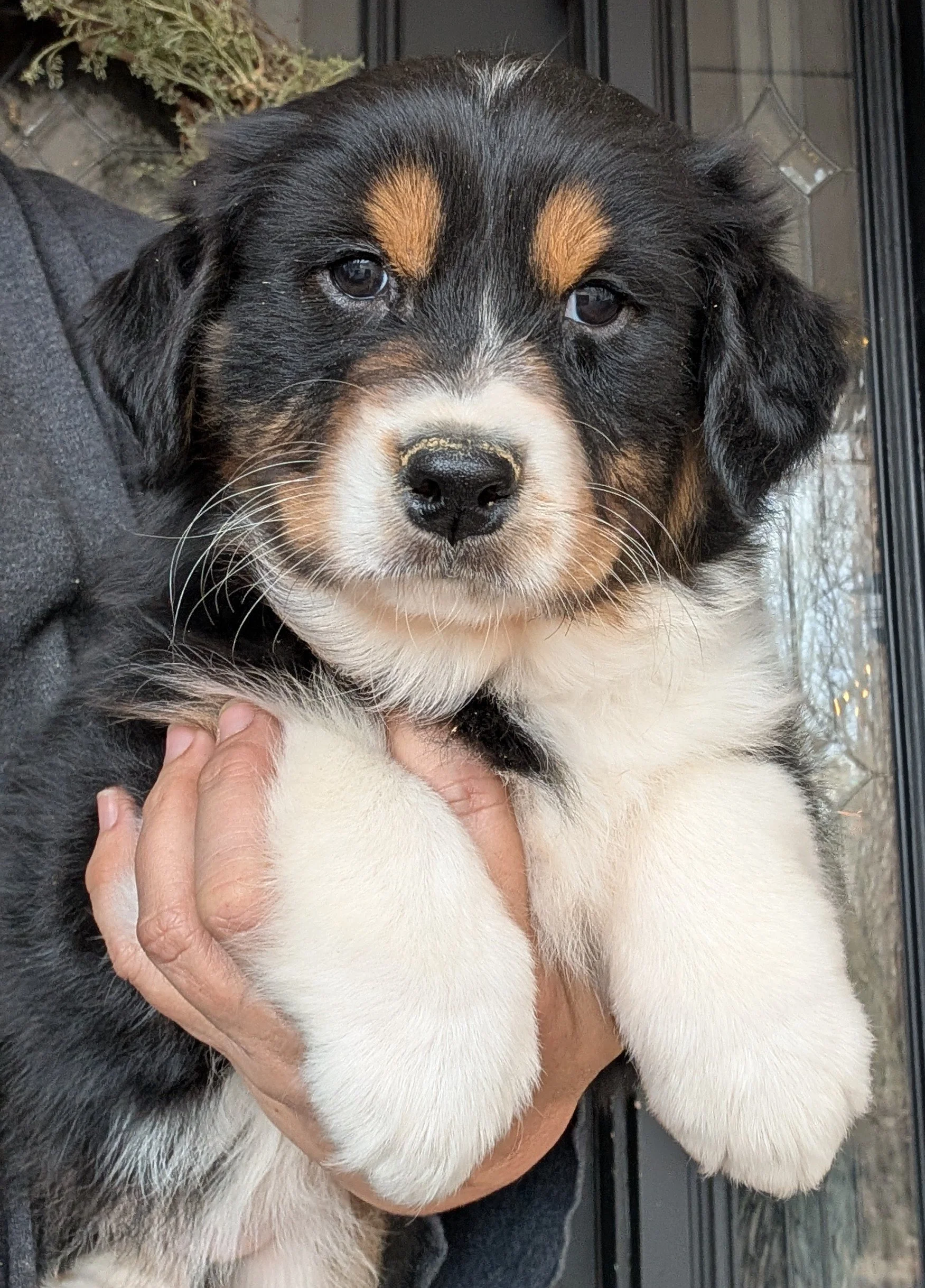"BRACHA" AKC Black Tri Female, Ellie & Nico, Ready to go Home, AVAILABLE! $2000