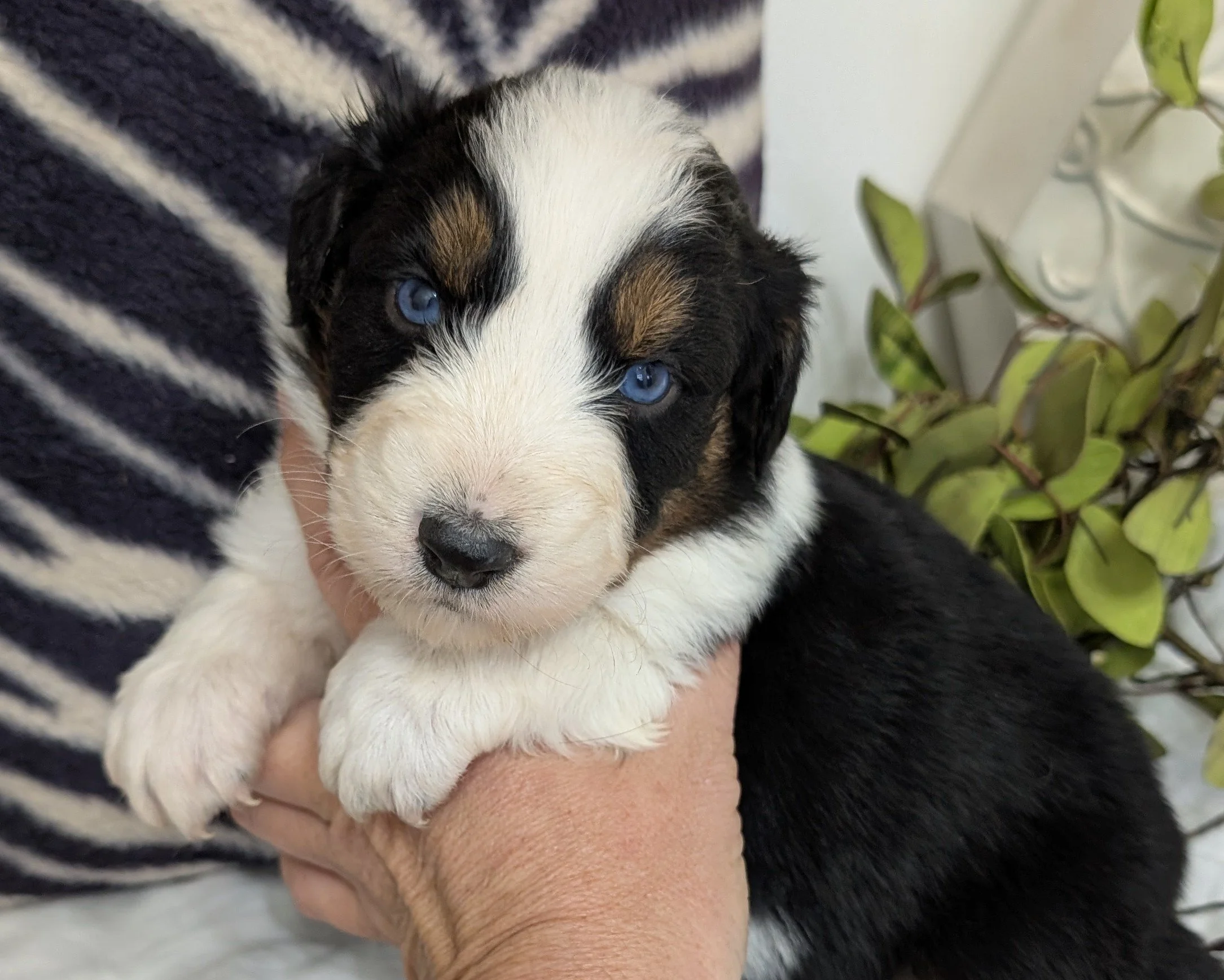 "COLTON" AKC Black Tri Male, Blue eyes, Kashi & Nico, Ready 1-28-26, AVAILABLE! $2000