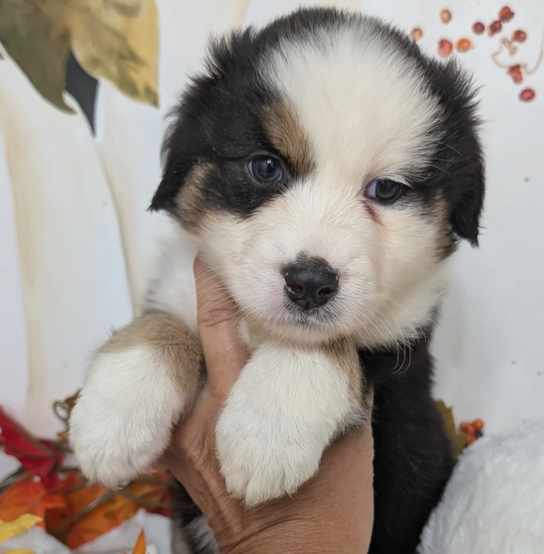 Hi, I'm "ORIN" !  I'm  an AKC Black Tri Male Small Standard out of Wren & Saint.  I'm excelling in Puppy Prep at Ash River. I love to be snuggled and am a very quick learner. I'm working on crate training  and introduction to  leash skills.  I have a