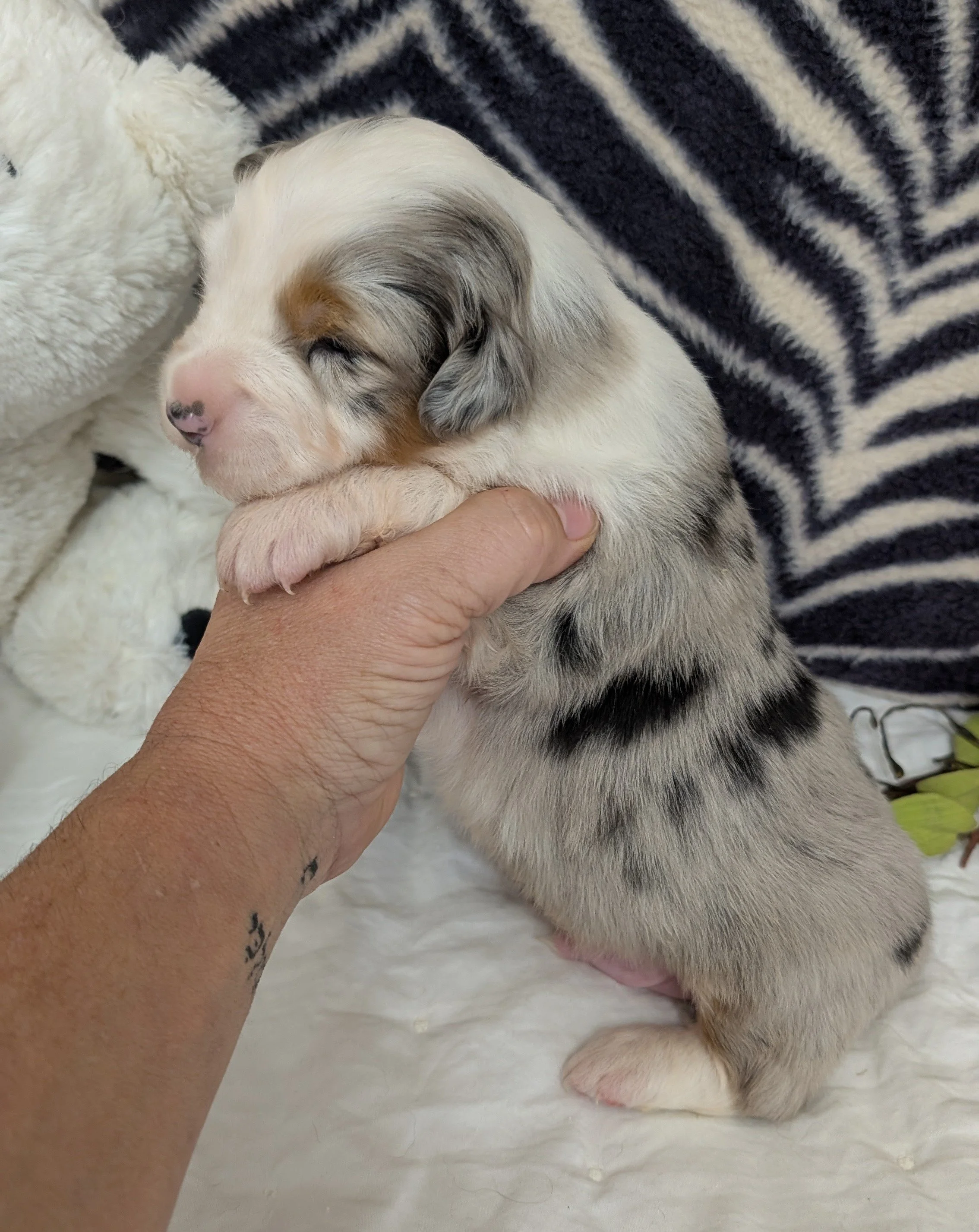 "BARUCH" (Heb for "blessed") AKC Blue Merle Male, Ellie & Nico, Ready Valentines Day, AVAILABLE! $2000