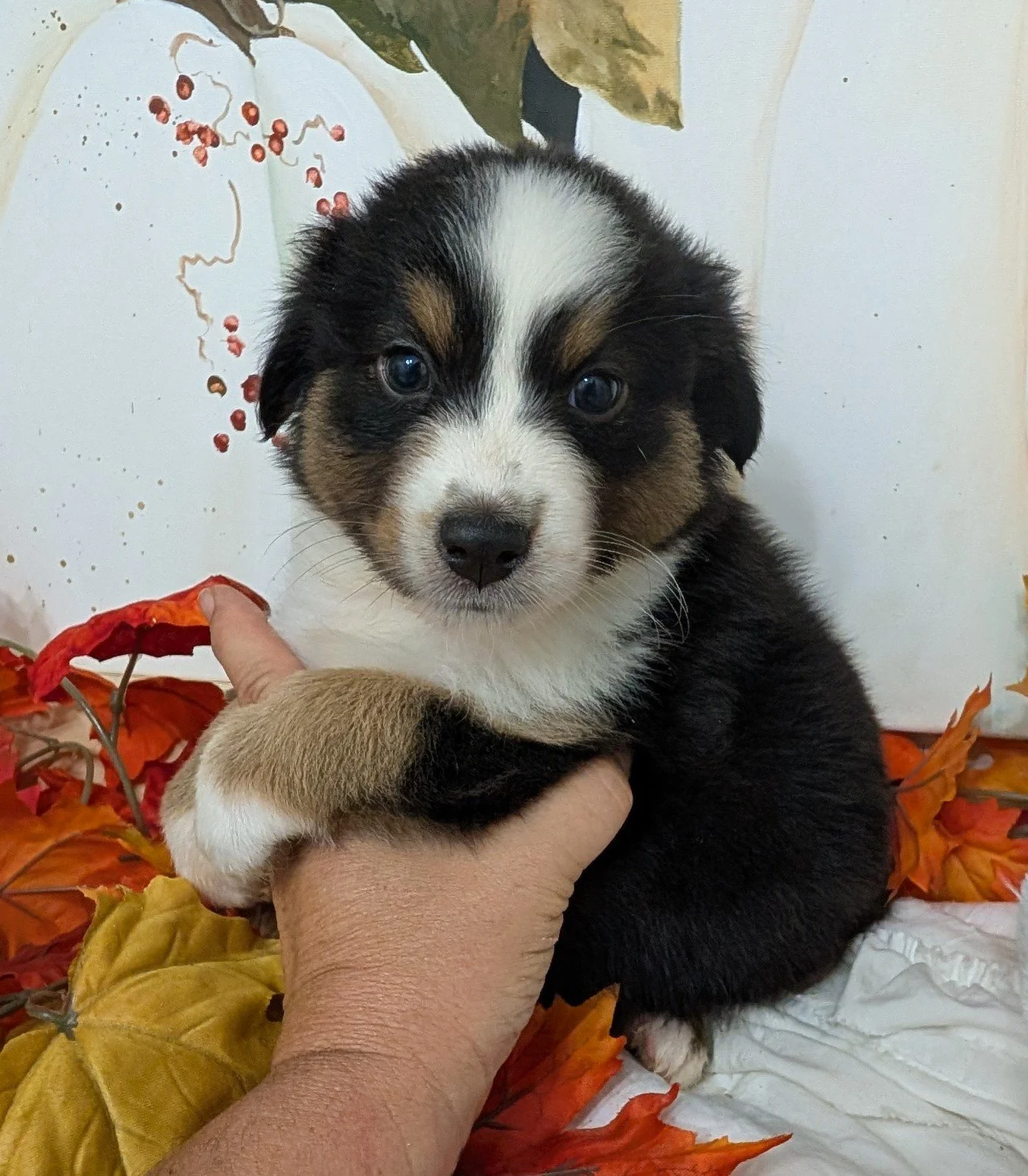 Hi, I'm "THATCHER"!  I'm an AKC Black Tri Male Small Standard out of  Wren & Saint. I am in Puppy Prep at Ash River and am working on recall off leash, crate training, and on leash skills.  I am a happy little  lap baby who has a kind and gentle spir
