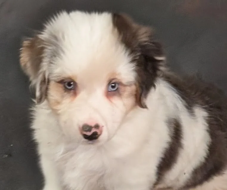 "KEITARO" AKC Blue eyed Dilute Blue Merle Male, Kashi & Nico, AVAILABLE! Ready to go home! $2000
