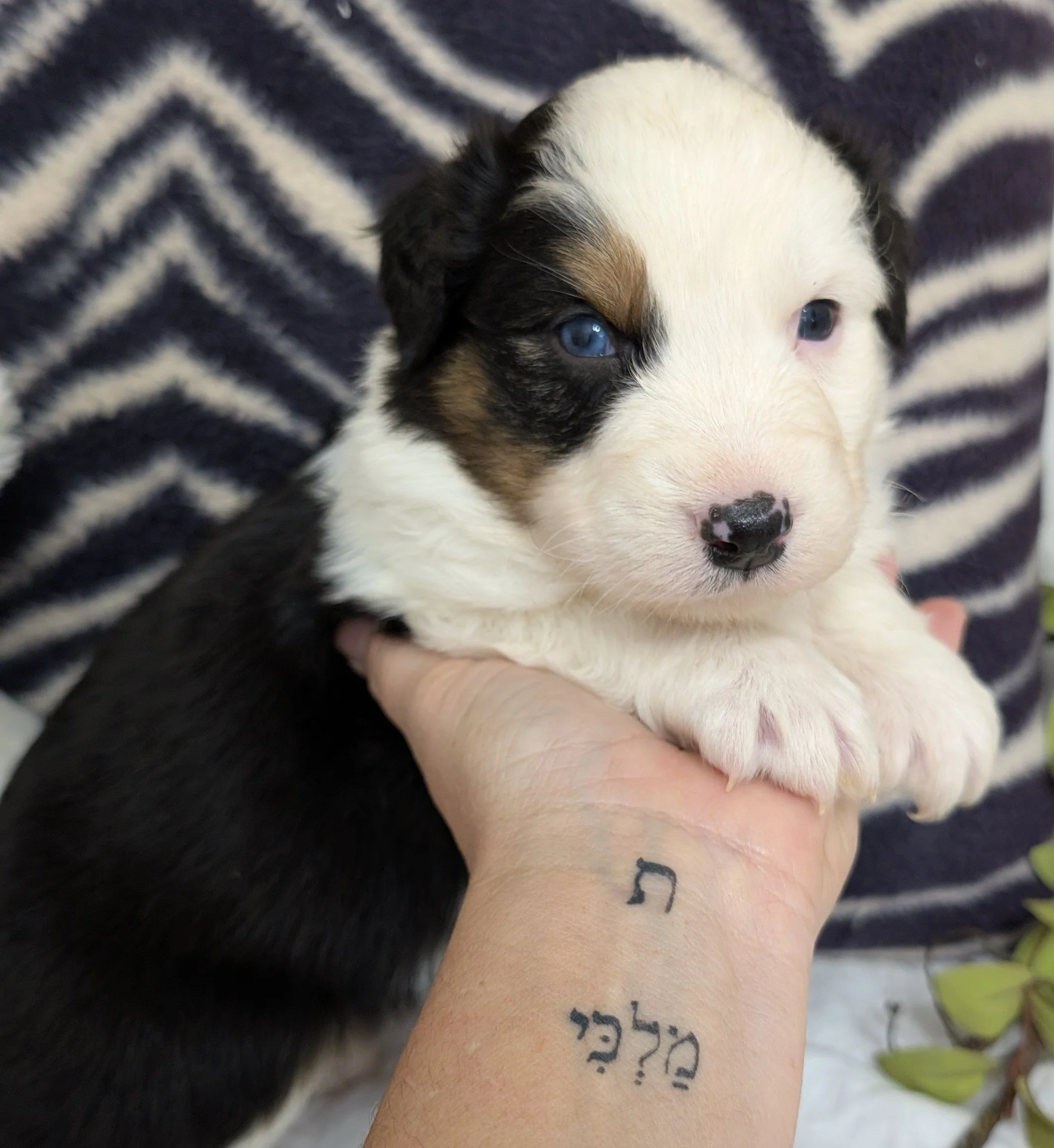 "BOONE" (French for Blessing) AKC Black Tri Male w/ half mask, Blue eye, Kashi & Nico, Ready 1-28-26, AVAILABLE! $2000