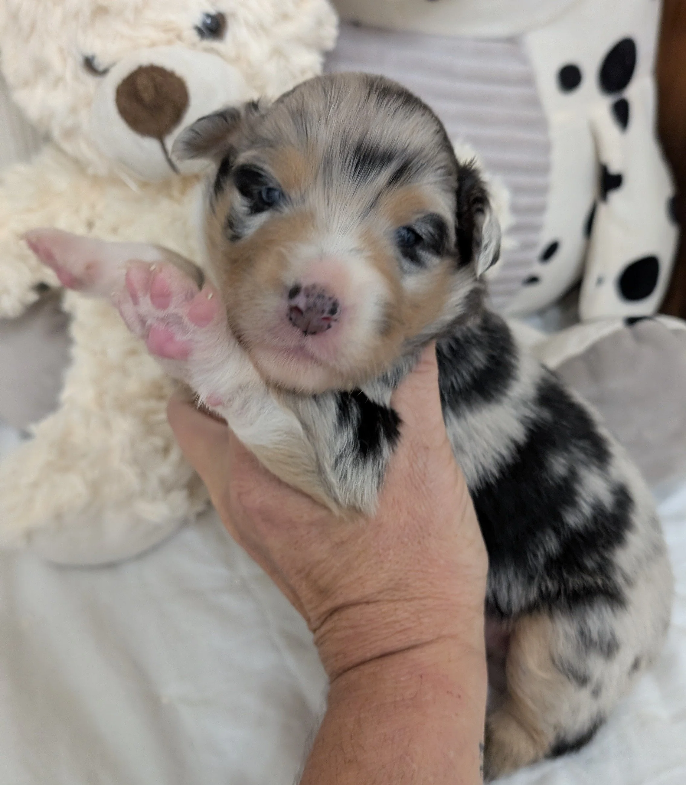 "ASPEN" AKC Blue Merle Male, Wren & Saint, Ready Labor Day Weekend, I am in Puppy Prep at Ash River.  I am AVAILABLE! $2000