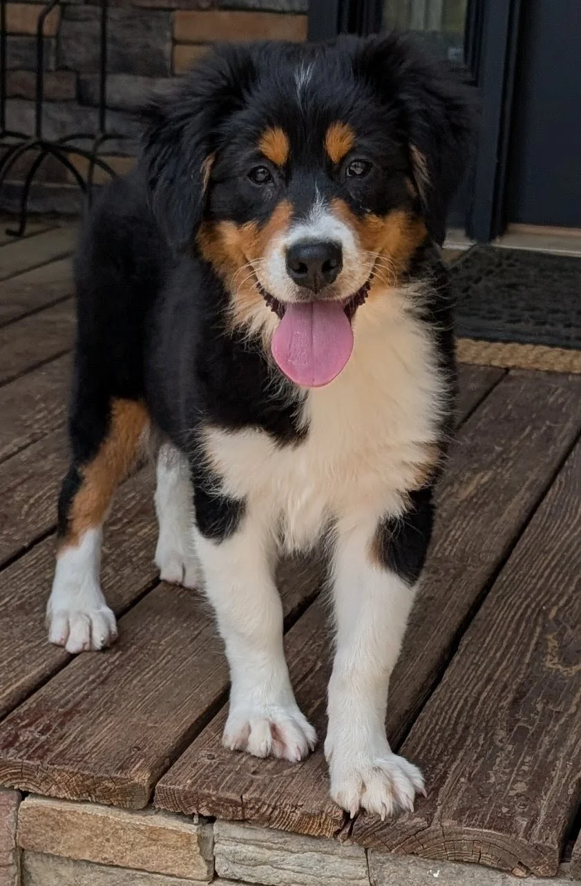 Hi! I'm Roxanne! I am an AKC Black Tri Female and I'm in the Puppy JumpStart Obedience Training Program at Ash River. I have received all of my boosters.  I am an eager to please sweet girl with a loving disposition and a great personality.  I love t