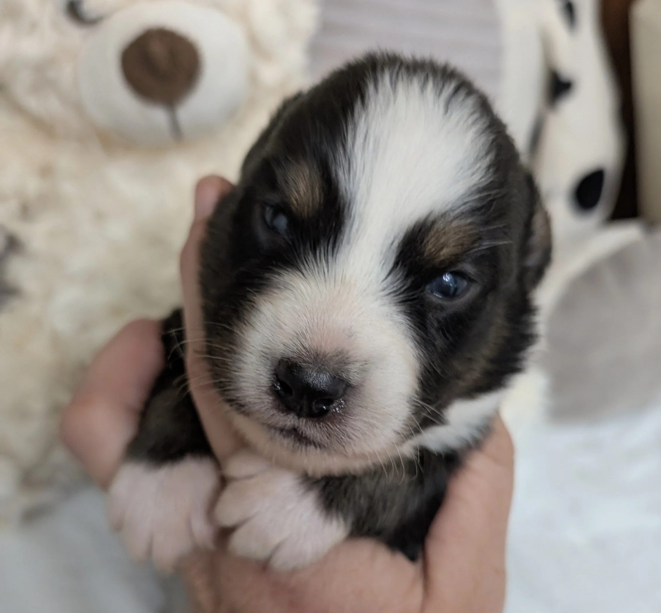 "THATCHER" AKC Black Tri Male, Wren & Saint, Ready Labor Day Weekend!  I am in Puppy Prep at Ash River. I am AVAILABLE!
LABOR DAY SALES PRICE: $1800  