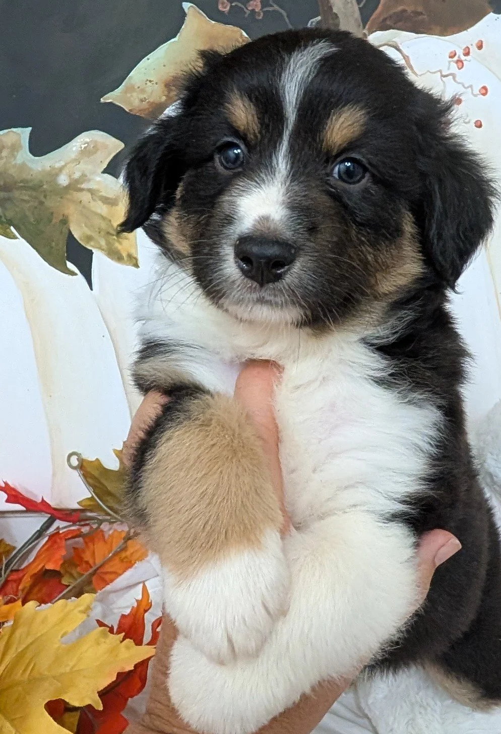 Hi, I'm "HENLEY"! I am an AKC Black Tri Male Small Standard out of  Wren & Saint.  I am in Puppy Prep at Ash River working on my crate and leash skills.  I am a quick study and am willing and teachable.  I'm soft natured with a big heart and I love b