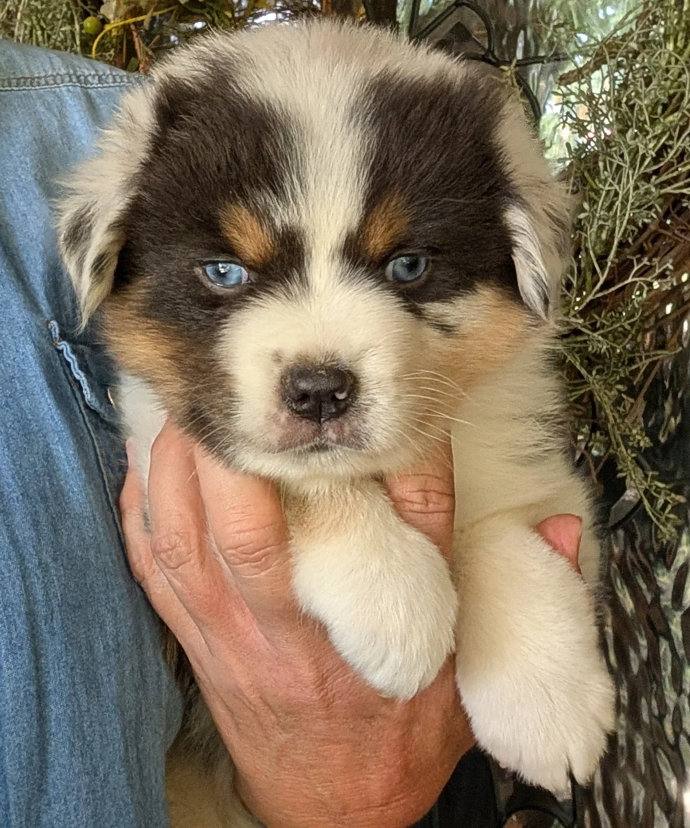 "RIELLA" (French "God is my Strength") AKC Blue eyed Blue Merle Female, Skye & Nico, Ready July 4th Weekend, AVAILABLE! $2000