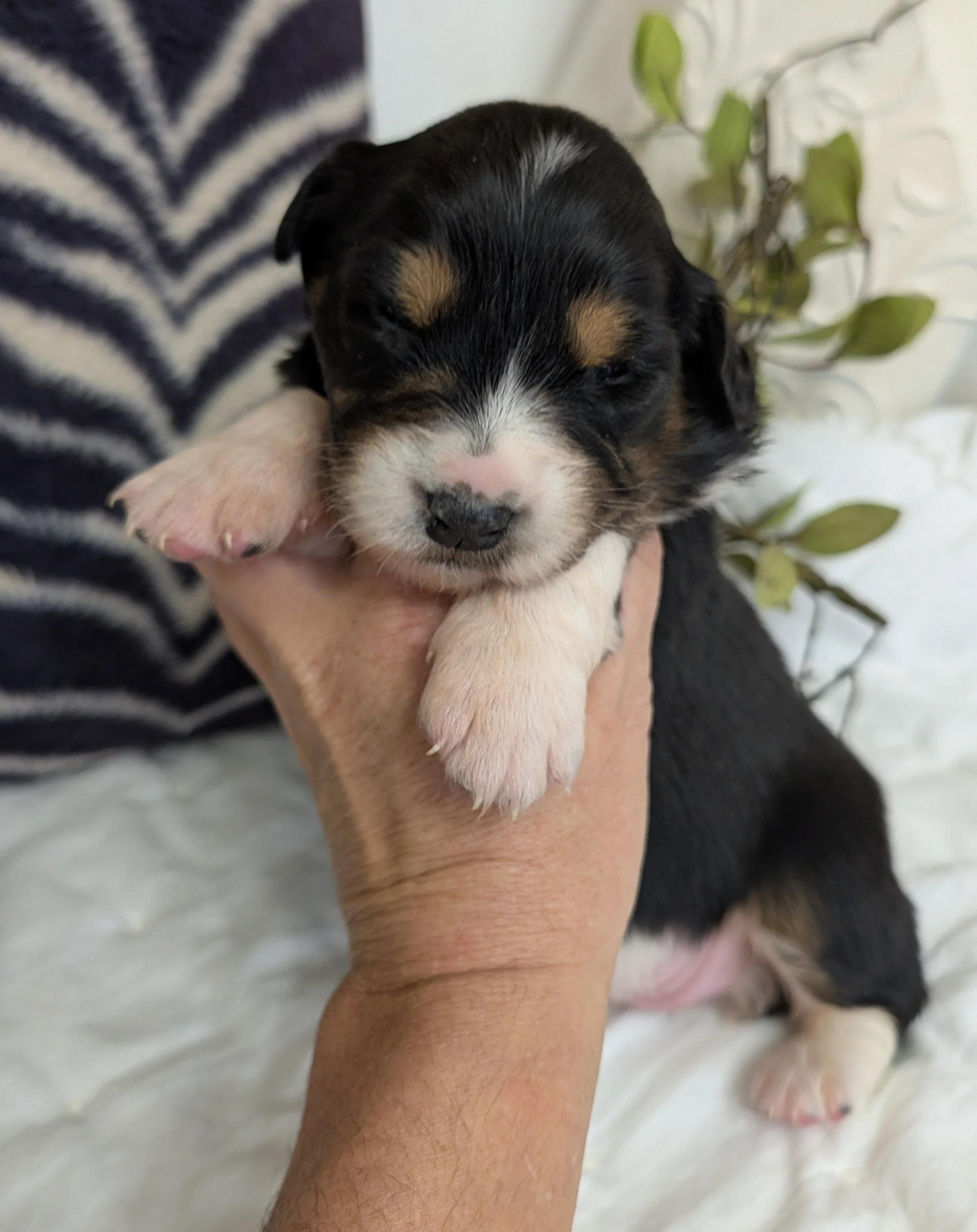 "BRACHA" (Heb for "Blessing") AKC Black Tri Female, Ellie & Nico, Ready Valentines Day, AVAILABLE! $2000