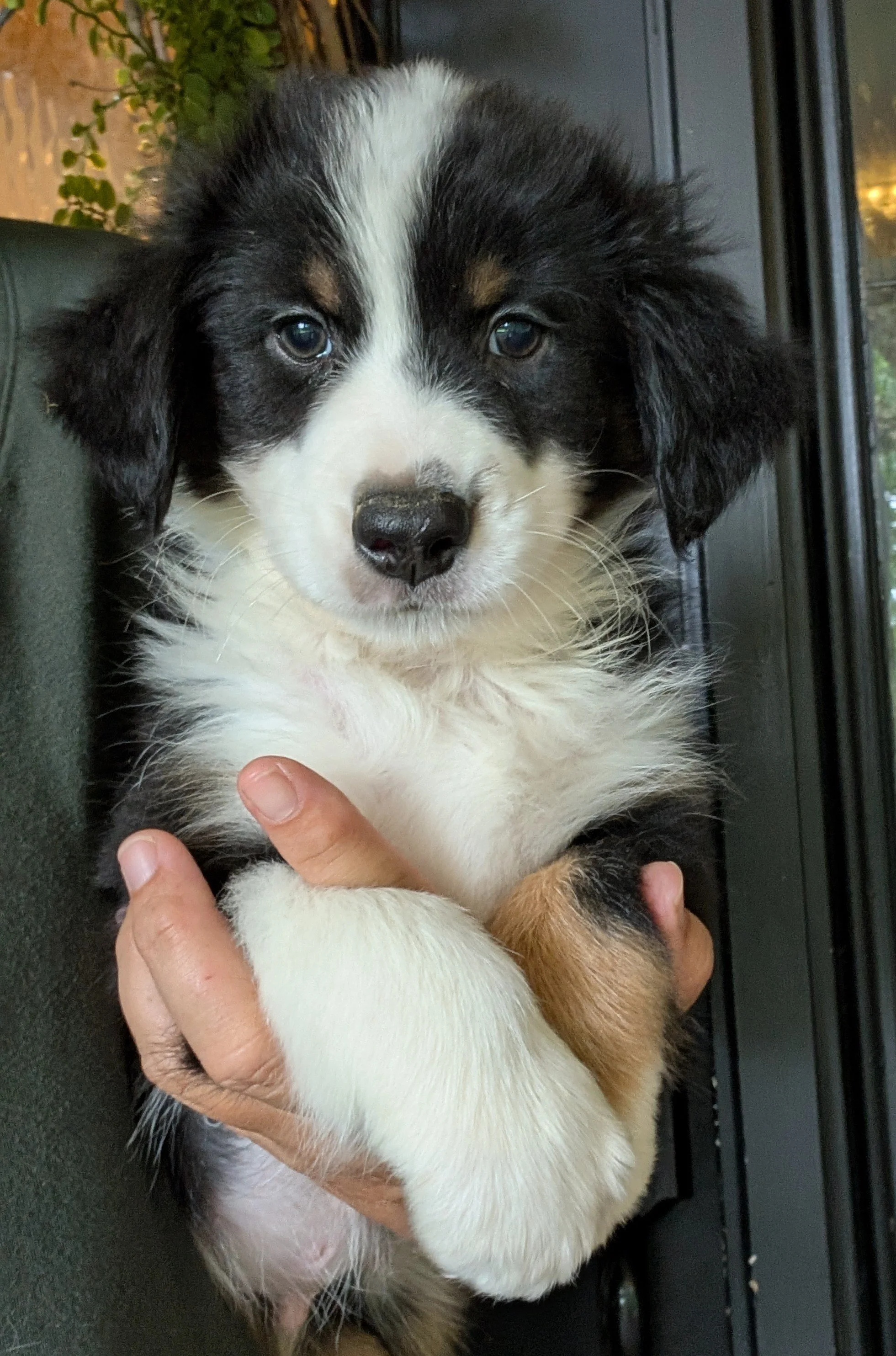 "NICOLAS" AKC Black Tri Male, Small Standard, Georgia & Saint, I have a huge heart and an amazing personality. I am clever and intelligent in all that I do and I always exhibit a loving nature and a delightful spirit. I love to be in your lap and I