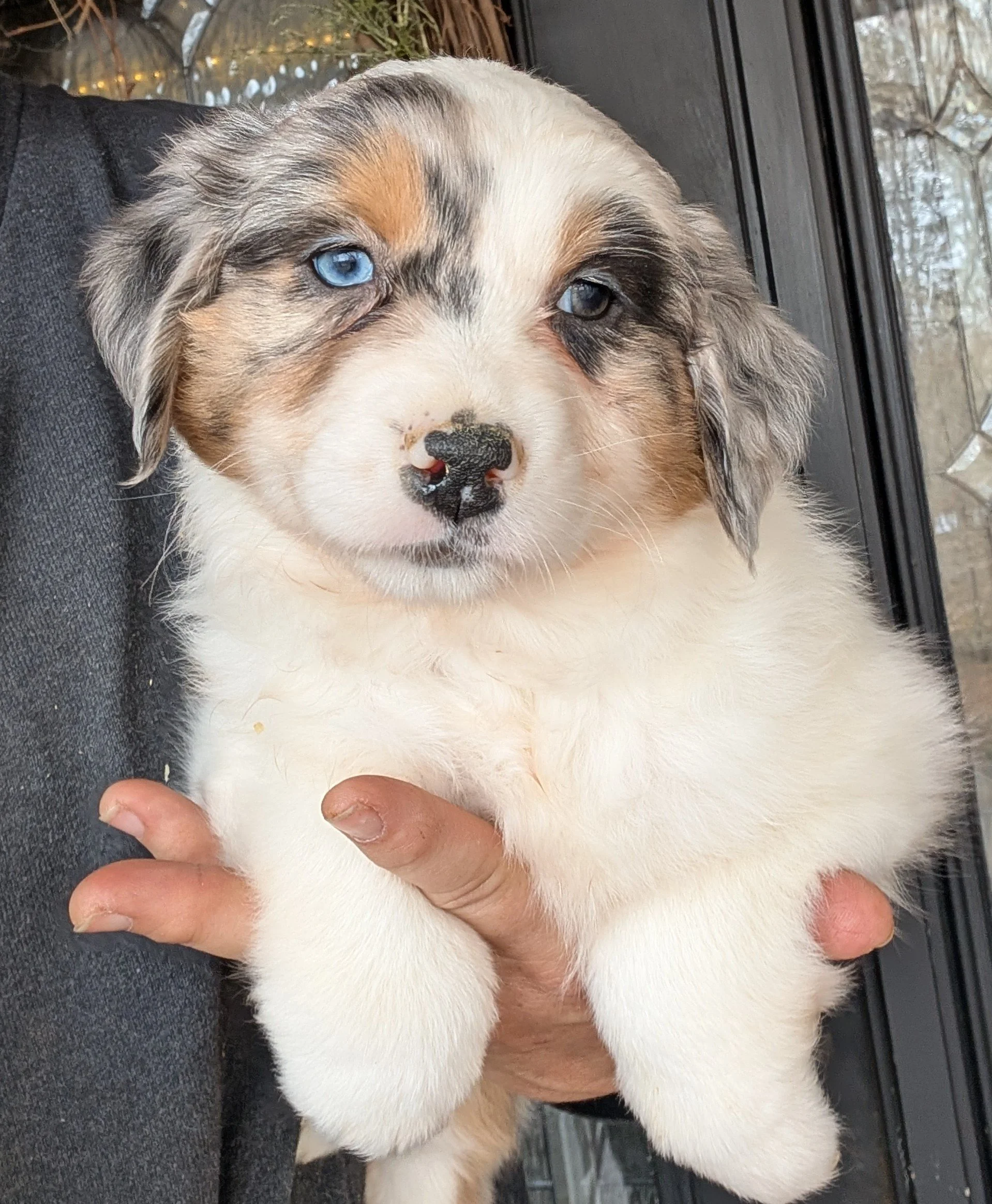 "SASHA" AKC Blue Merle Female, Ellie & Nico, AVAILABLE! Ready to go home $2000 