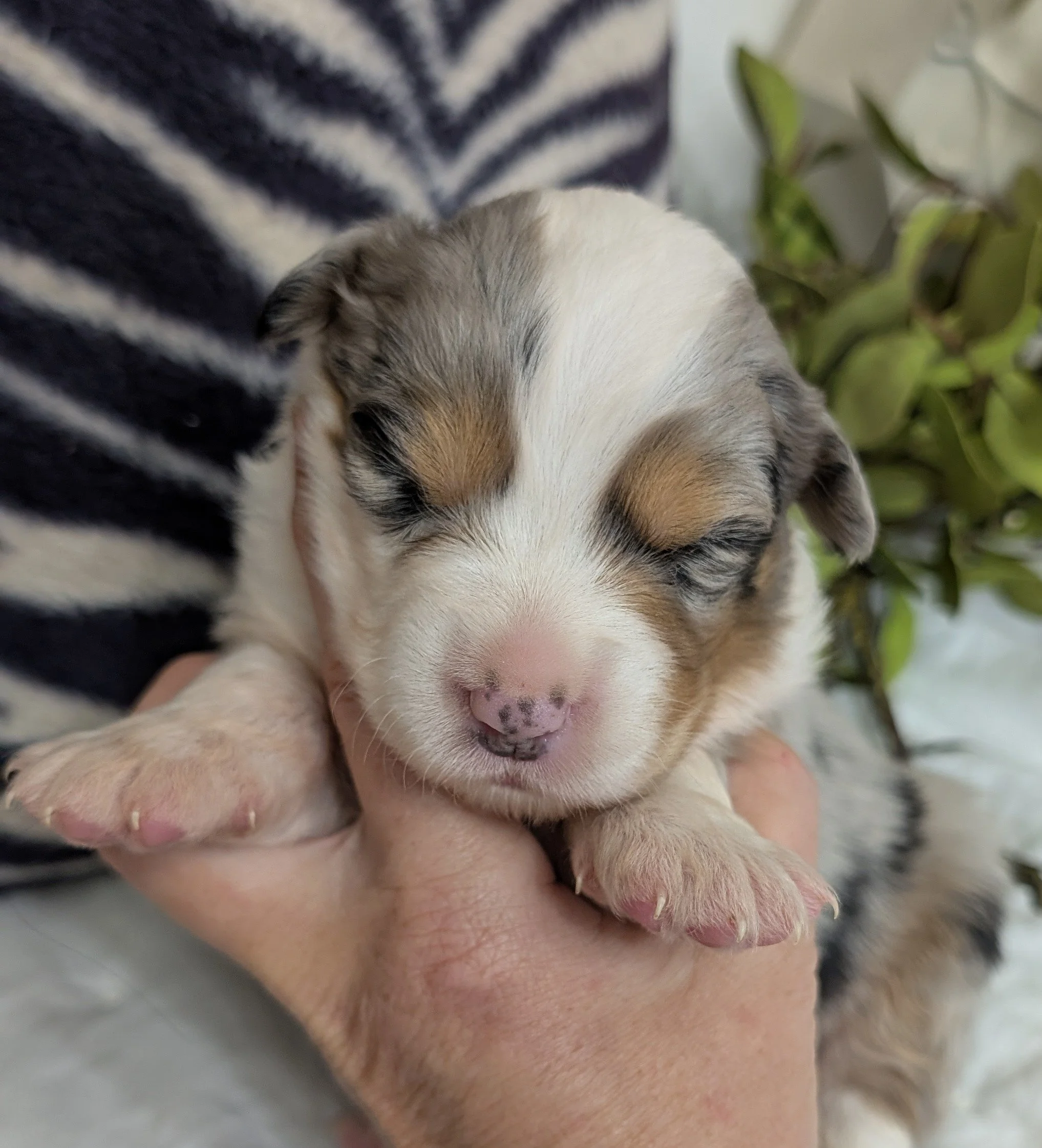 "BENEDICT" (Latin for "Blessed") AKC Blue Merle Male, Ellie & Nico, Ready Valentines Day, AVAILABLE! $2000