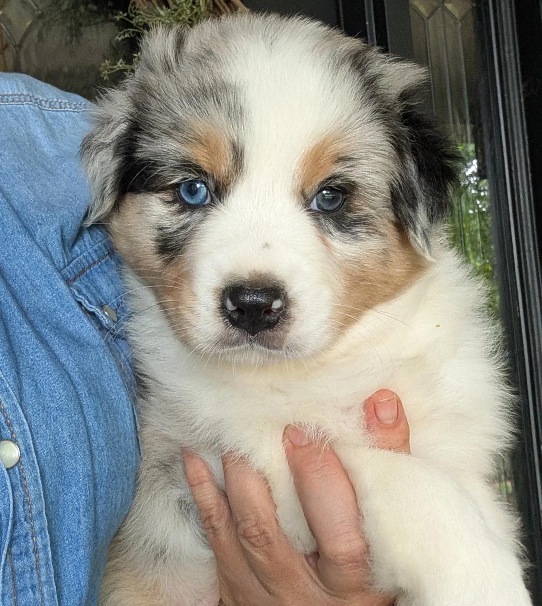 "ZANE" (Hebr "Gift from God") AKC One blue eye, one brown eye, Blue Merle Male, Skye & Nico, Ready July 4th Weekend, AVAILABLE! $2000