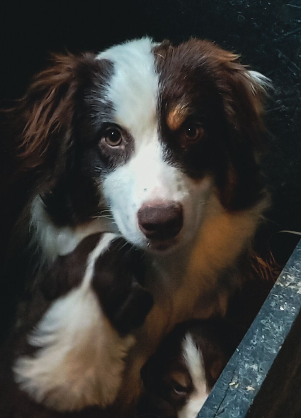 "Hazael", Ash River Dam, AKC
Red Tri , White w/ Copper
