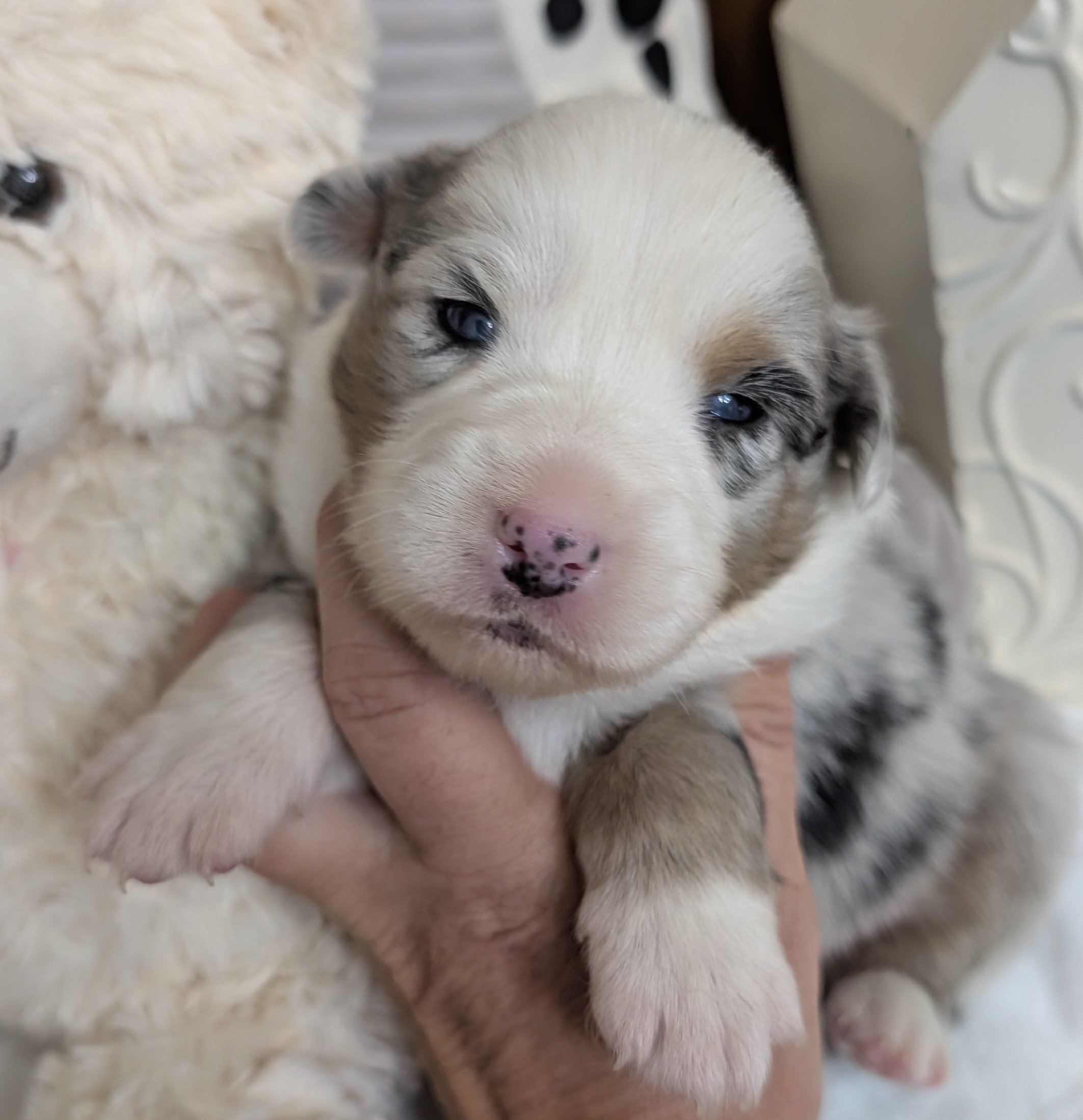 "OAKLEY" AKC Blue Merle Male, Wren & Saint, Ready Labor Day Weekend! I am in Puppy Prep at Ash River.  I am AVAILABLE! $2000