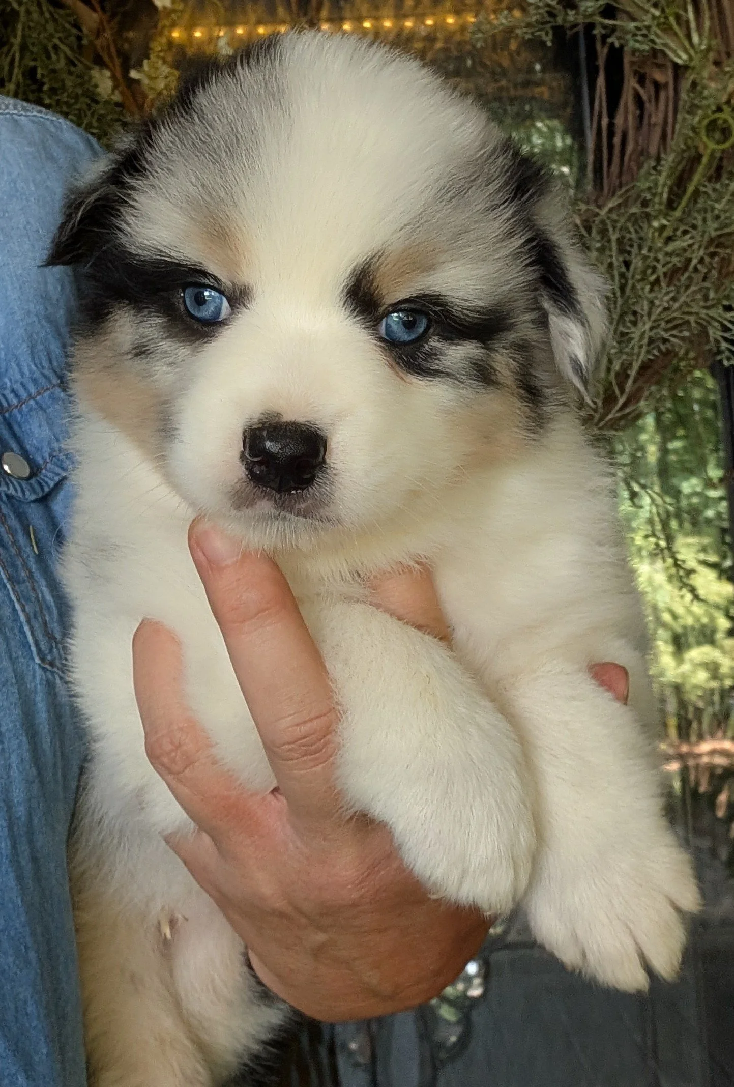 "LAELYNN" (Canadian "Flower of Hope") AKC Blue eyed, Blue Merle Female, Skye & Saint, Ready July 4th Weekend, AVAILABLE! $2000