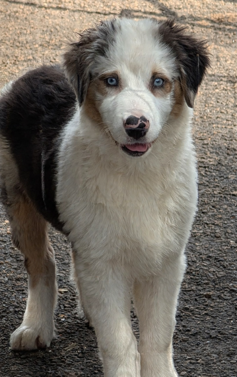 Hi!, I'm Stetson! I'm an AKC Blue Merle with a Dilute Harlequin Color pattern. I've received all of my boosters and I'm currently in the Puppy JumpStart Obedience Training at Ash River . I'm doing great! I do well in my crate and am a very quick lear