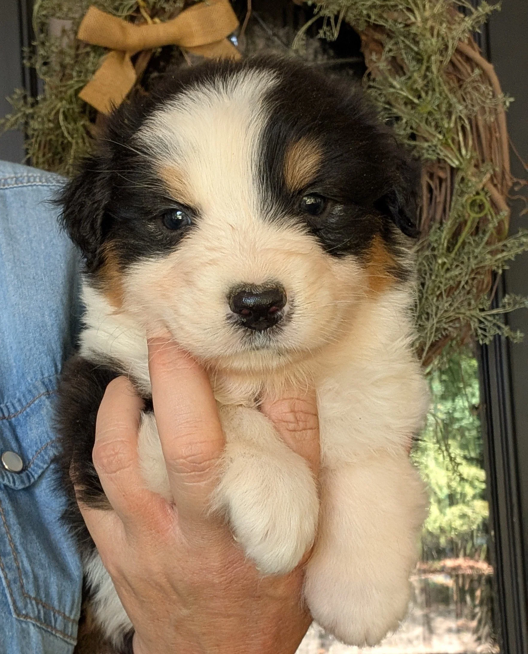 "PAX" (Latin for "Peace") AKC Black Tri Male, Skye & Nico, Ready July 4th Weekend, AVAILABLE! Memorial Sales Price: $1800