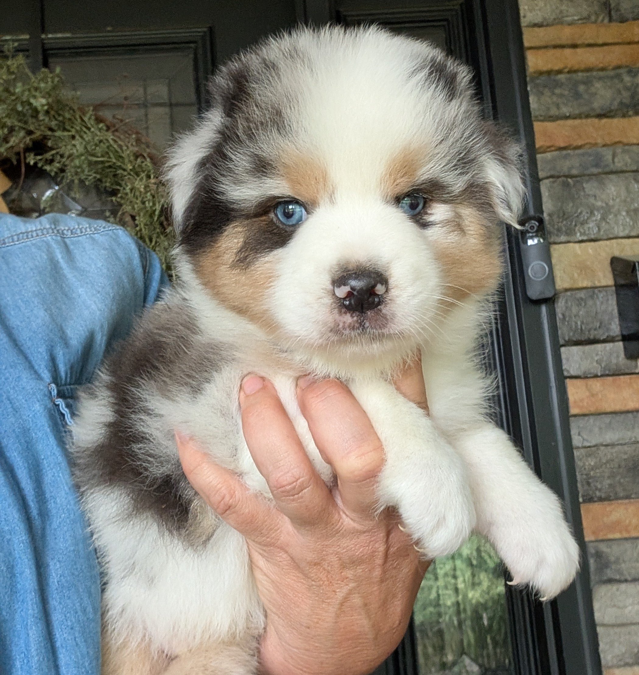 "KENZO" (Japanese " Strong, Healthy, & Wise") AKC Blue eyed, Blue Merle Male, Skye & Nico, Ready July 4th Weekend, AVAILABLE! $2000