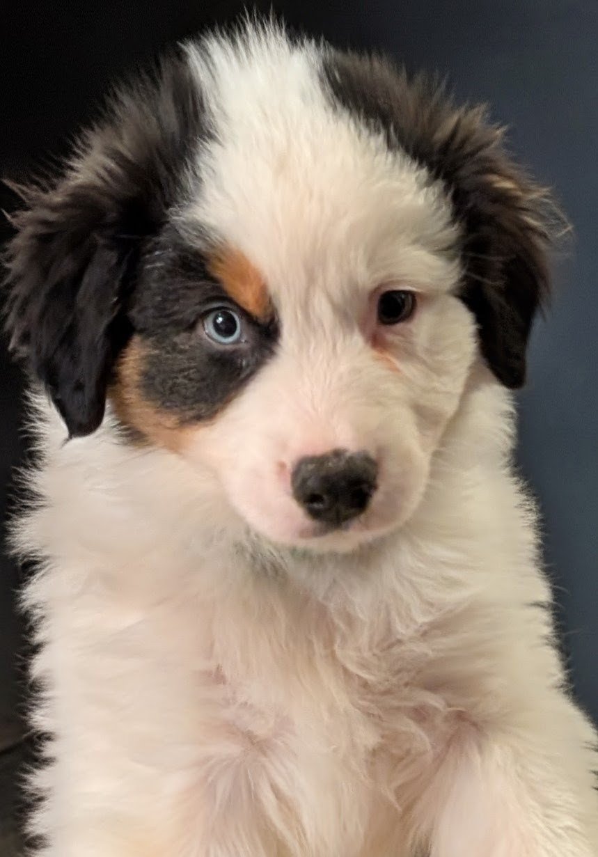 "COLTON" AKC Black Tri Male, one blue eye & half mask, Kashi & Nico, AVAILABLE! Ready to go home! $2000