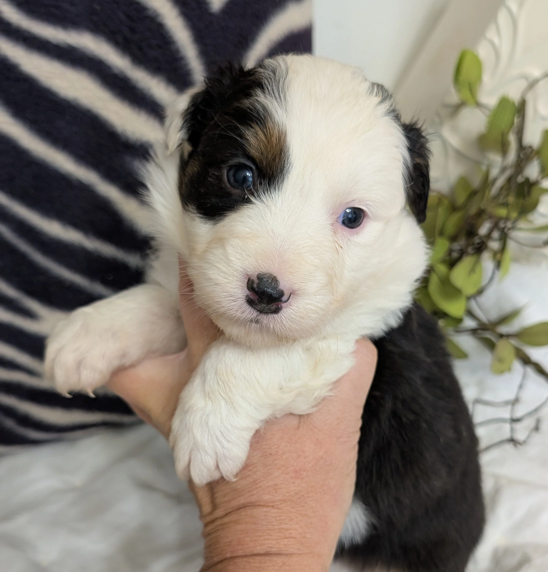 "HALLEL" (Heb for "Praise") AKC Black Tri Female w/ half mask, Kashi & Nico, Ready 1-28-26, AVAILABLE! $2000