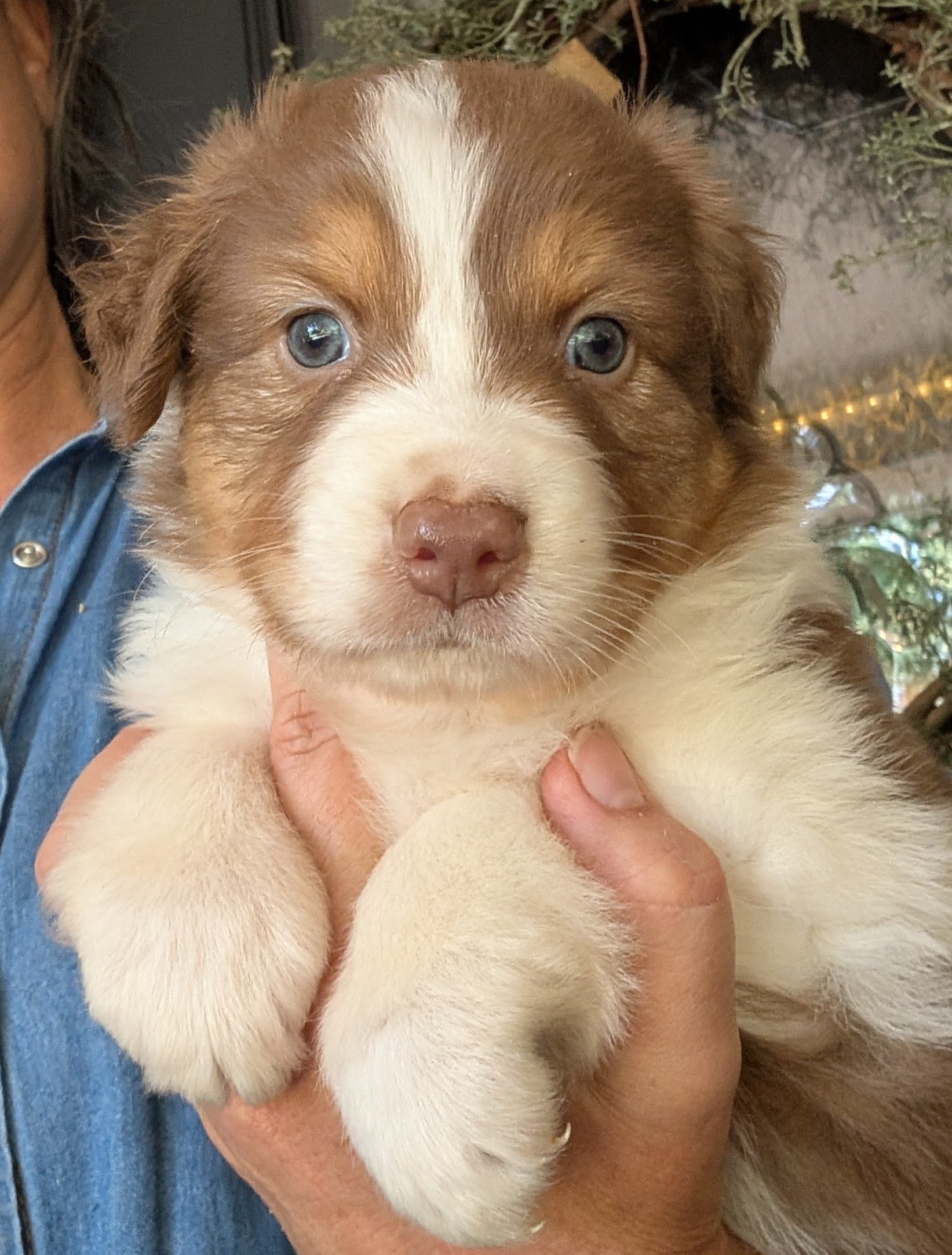 .Hi" I'm "Sheehan"... It's Celtic for "peacemaker". I am currently in the JumpStart Program at Ash River where I am excelling on and off leash, with my recall and basic commands, and with my crate training.  I am a sweet little soul with and eager to