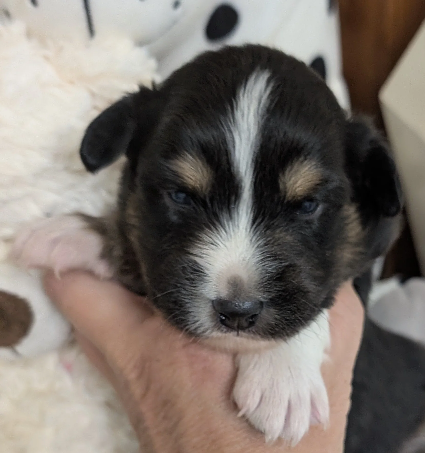 "HENLEY" AKC Black Tri Male, Wren & Saint, Ready Labor Day Weekend, I am in Puppy Prep at Ash River.  I am AVAILABLE! LABOR DAY SALES PRICE: $1500