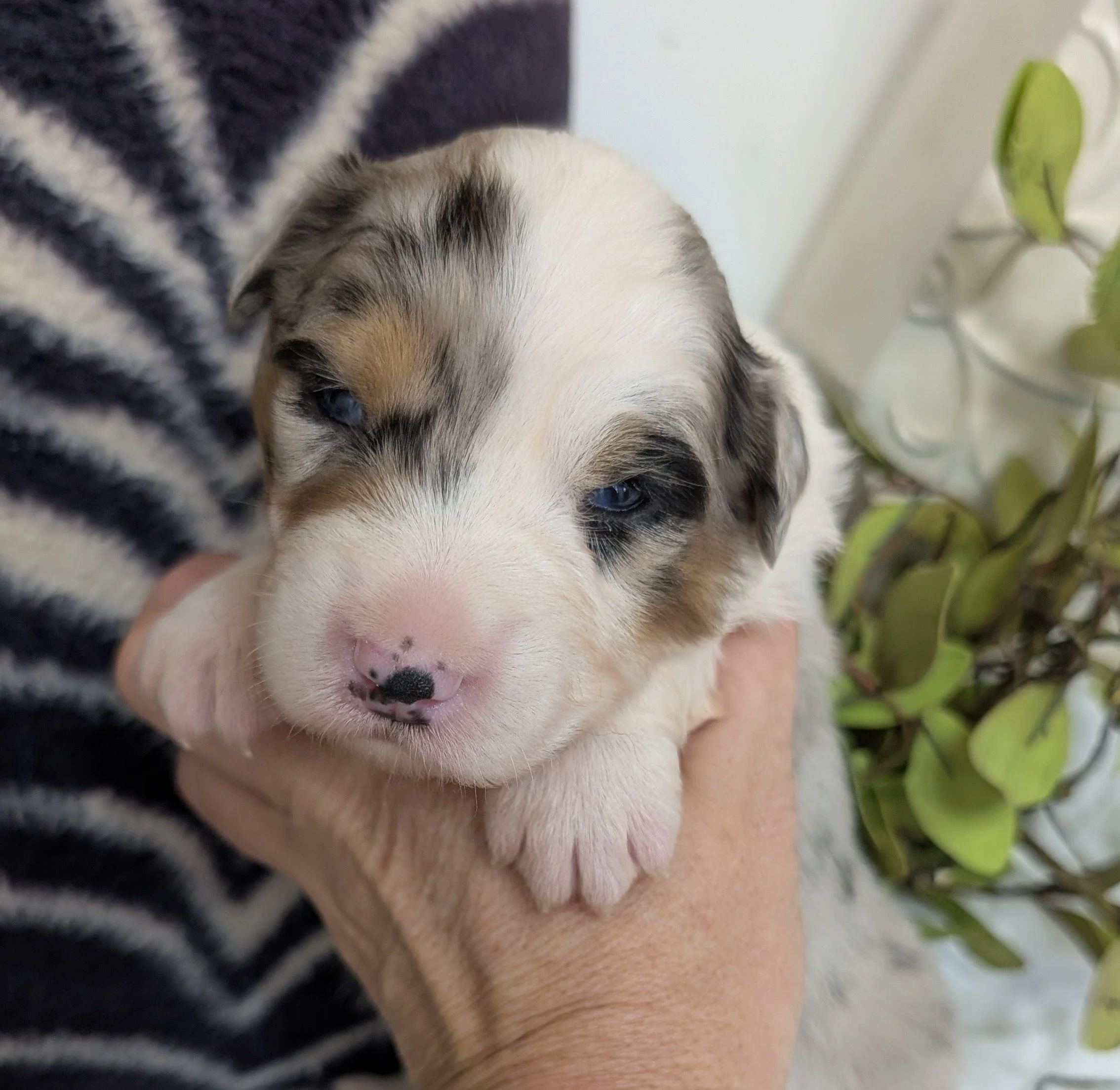 "PELIA" (Heb for "miracle of God") AKC Blue Merle Female, Ellie & Nico, Ready Valentines Day, AVAILABLE! $2000