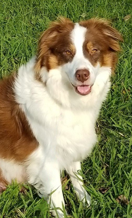 "JOSIE" Ash River Dam, AKC
Red Tri