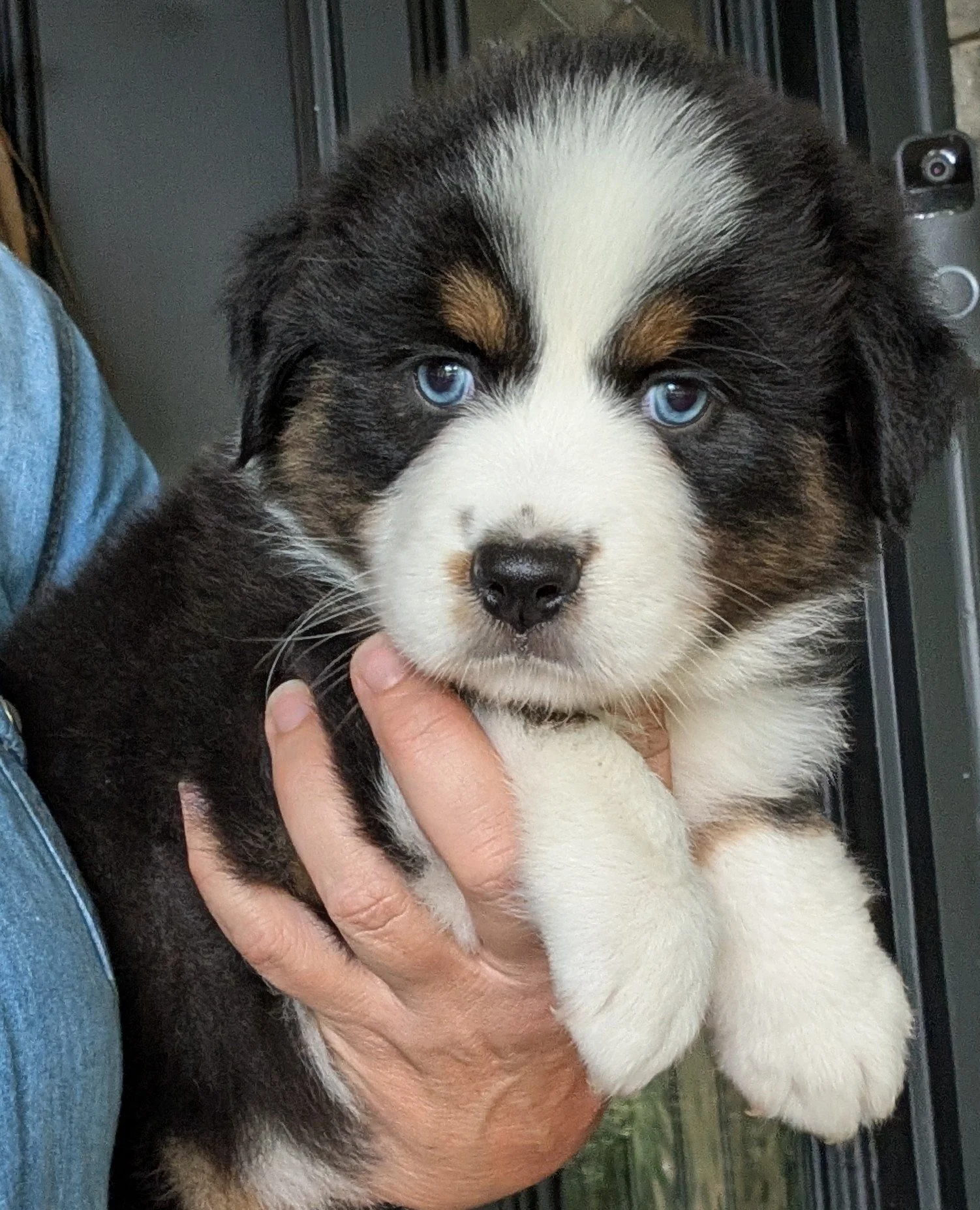 "ZITA" ( Spanish "Little Hope") AKC Blue eyed Black Tri Female, Ready June 16, 2026, Sasha & Saint, AVAILABLE! Memorial Sales Price: $1800