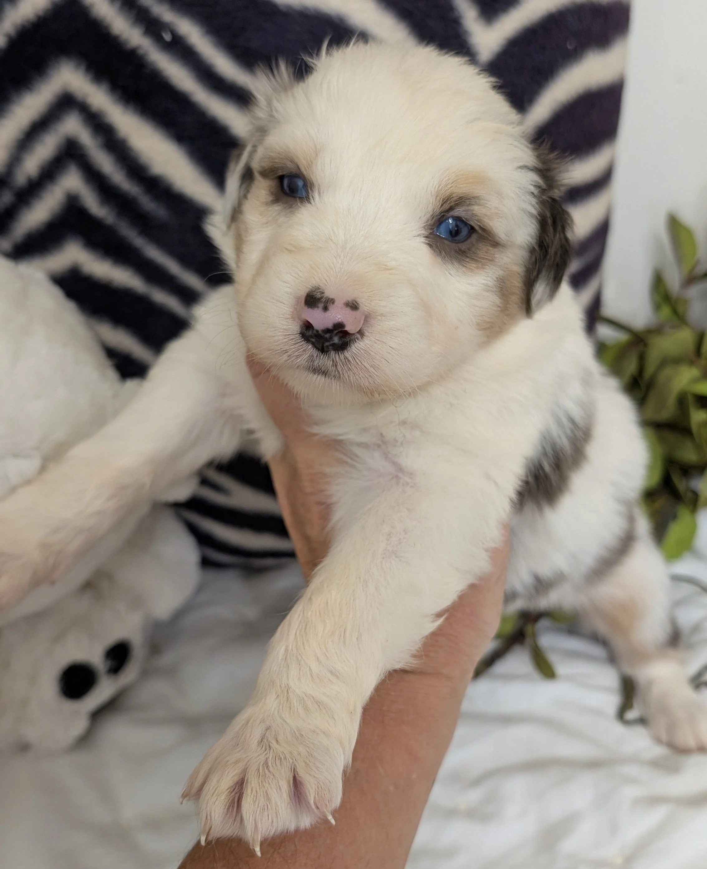 "KEITARO" (Japanese for  "blessed") AKC Dilute Blue Merle Male w/ Blue eyes, Kashi & Nico, Ready 1-28-26, AVAILABLE! $2000