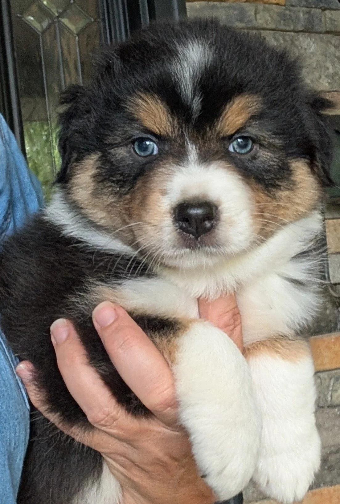 "ESTELLE" ( French "Star") AKC Blue eyed Black Tri Female, Ready June 16, 2026, Sasha & Saint, AVAILABLE! Memorial Sales Price: $1500