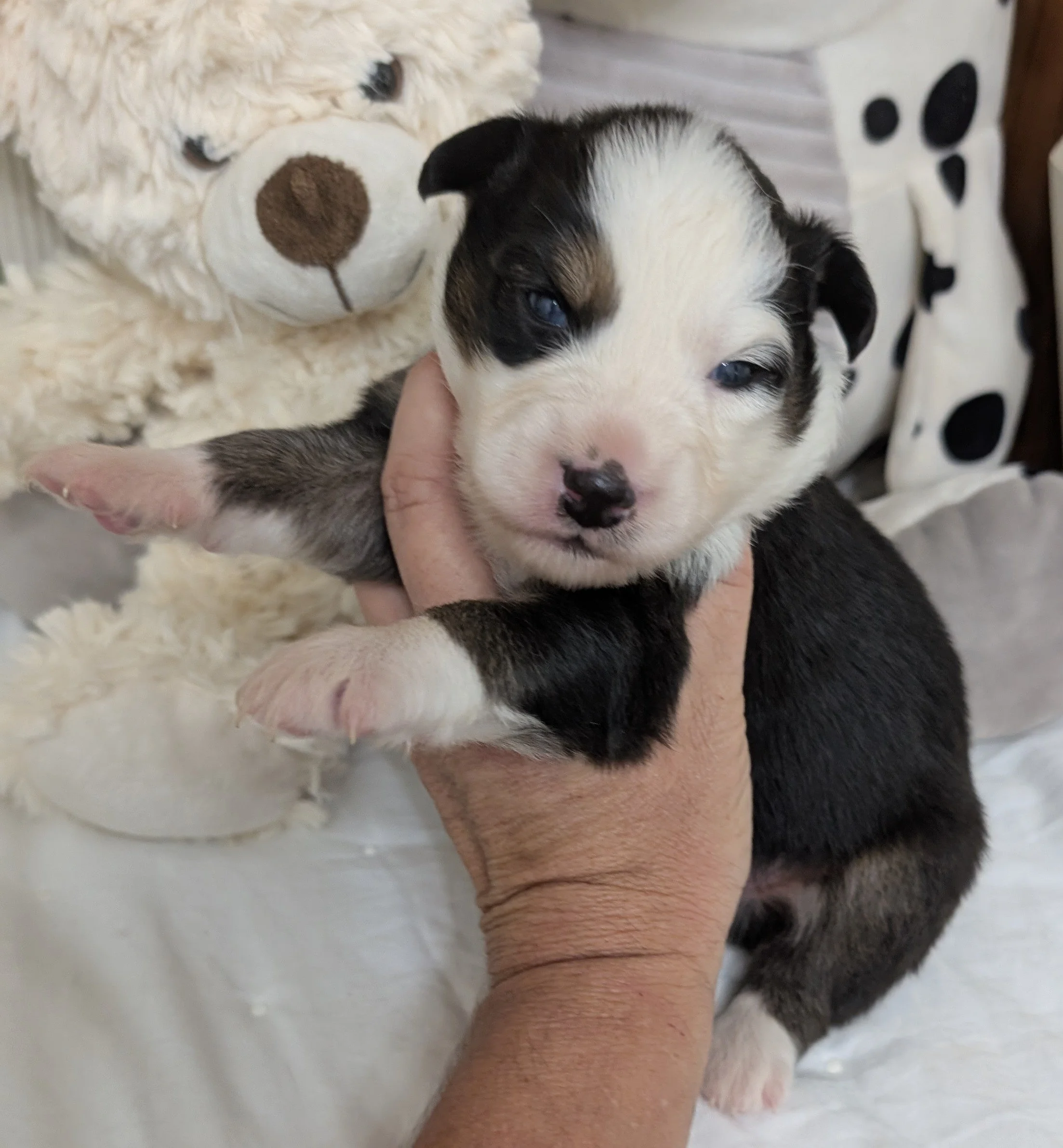 "ORIN" AKC Black Tri Male, Wren & Saint, Ready Labor Day Weekend! I am in Puppy Prep at Ash River.  I am AVAILABLE! LABOR DAY SALES PRICE: $1800