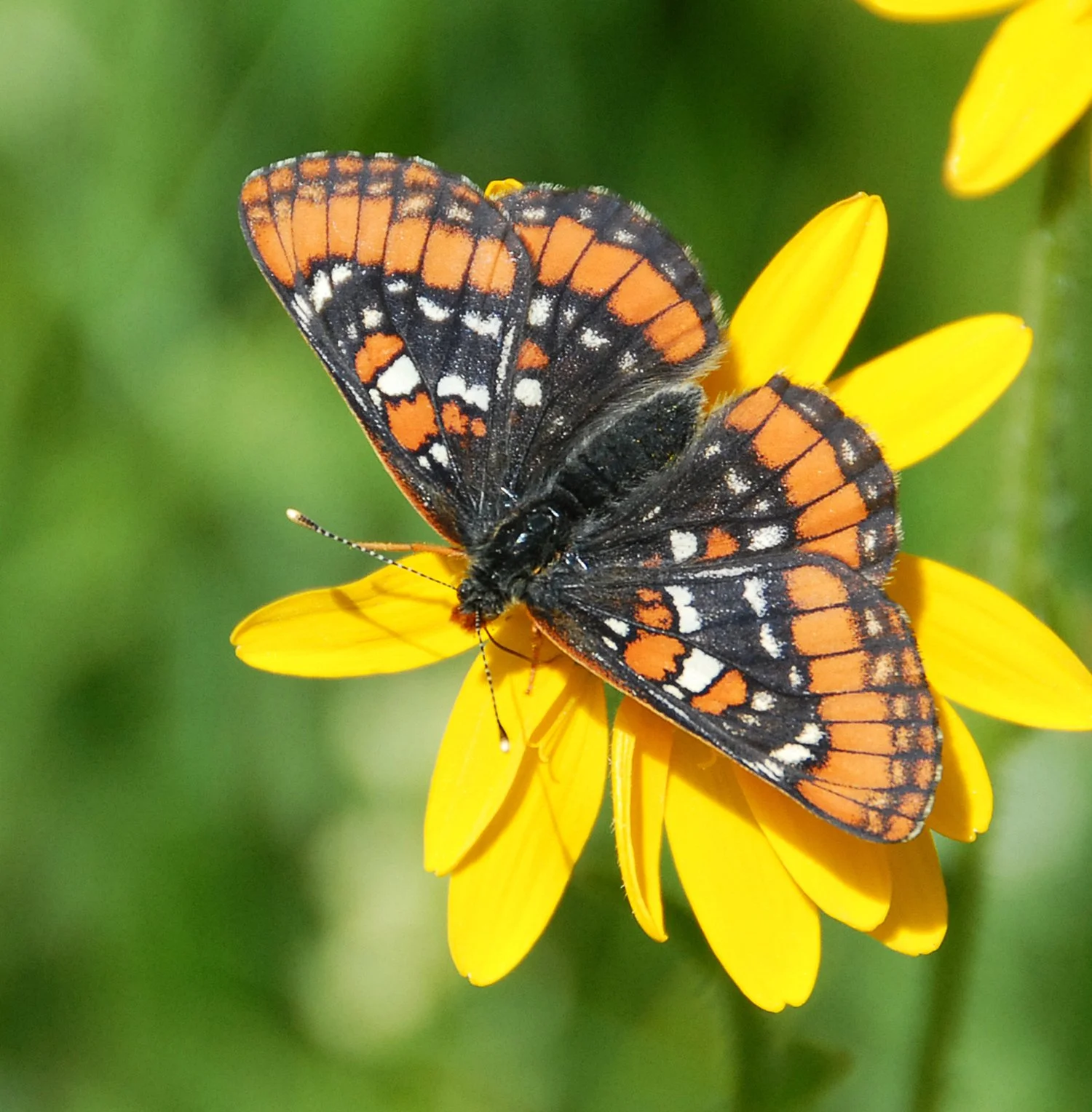 The Beauty of Nature-A Celebration of Earth Day