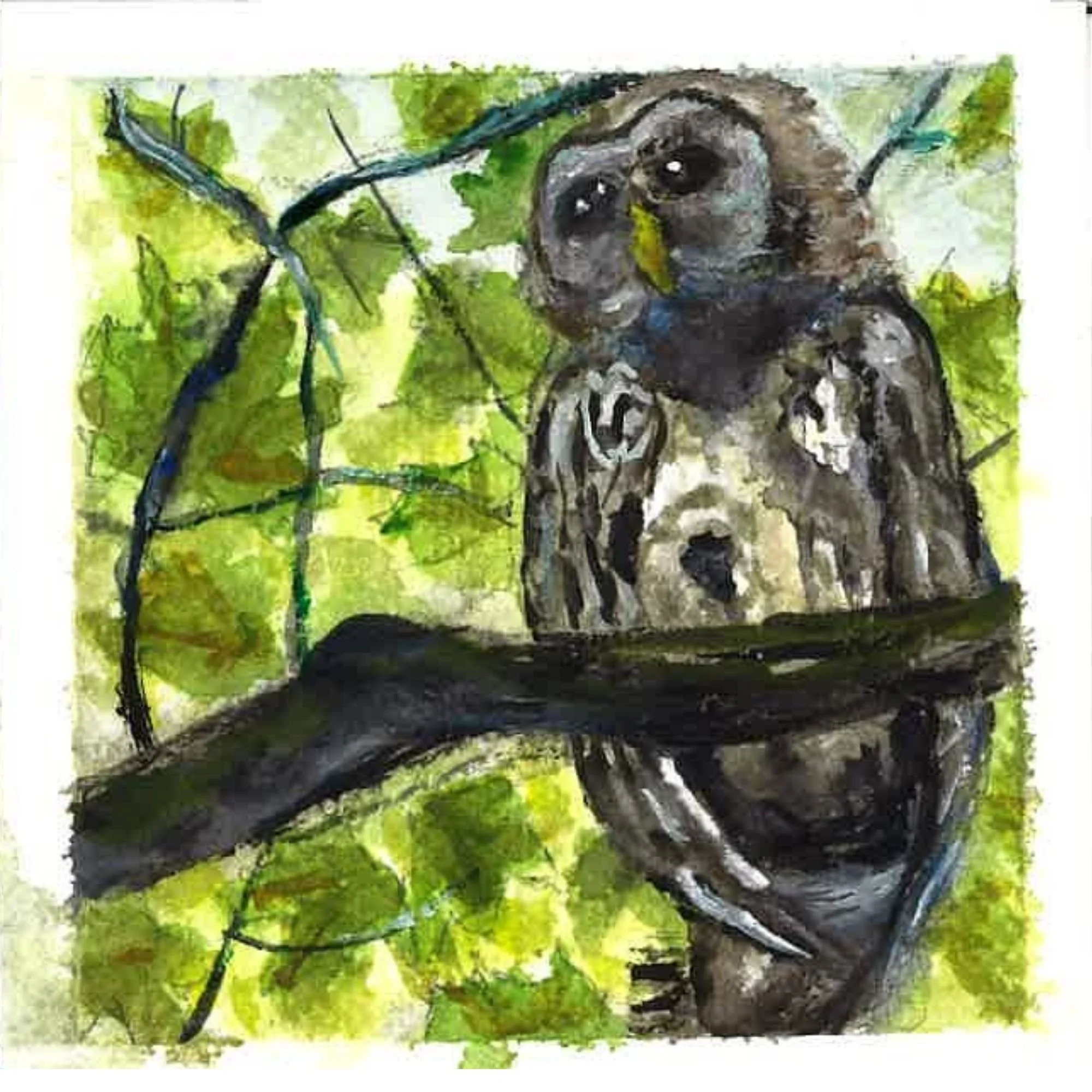 152. Barred Owl