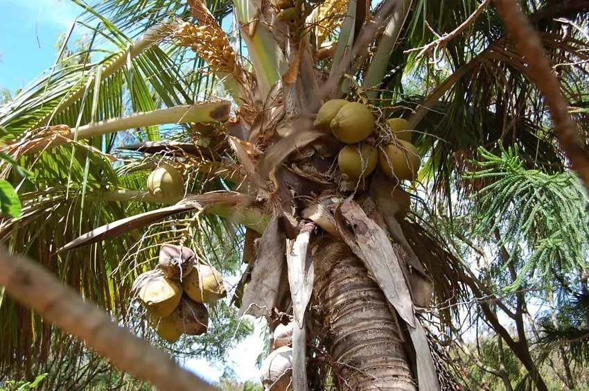coconuts.jpg