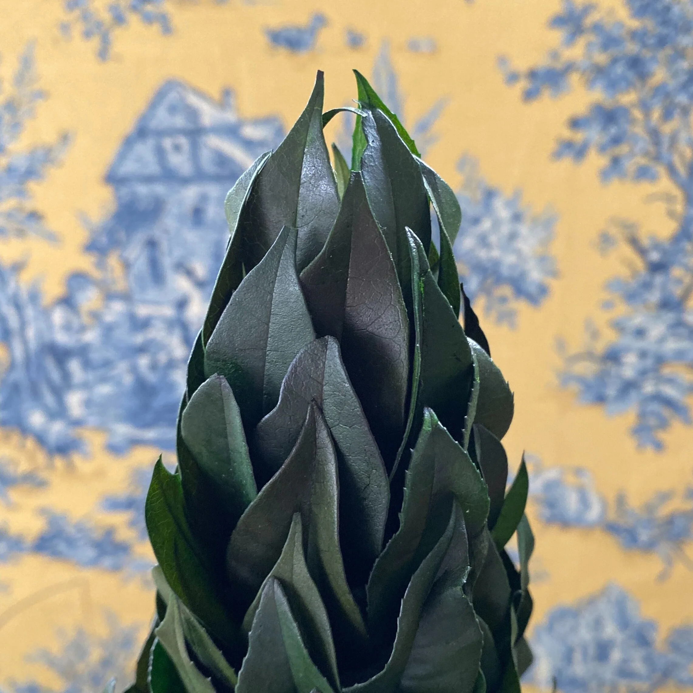 Topiary made on preserved lemon leaves, perfect for seasonal decorating.