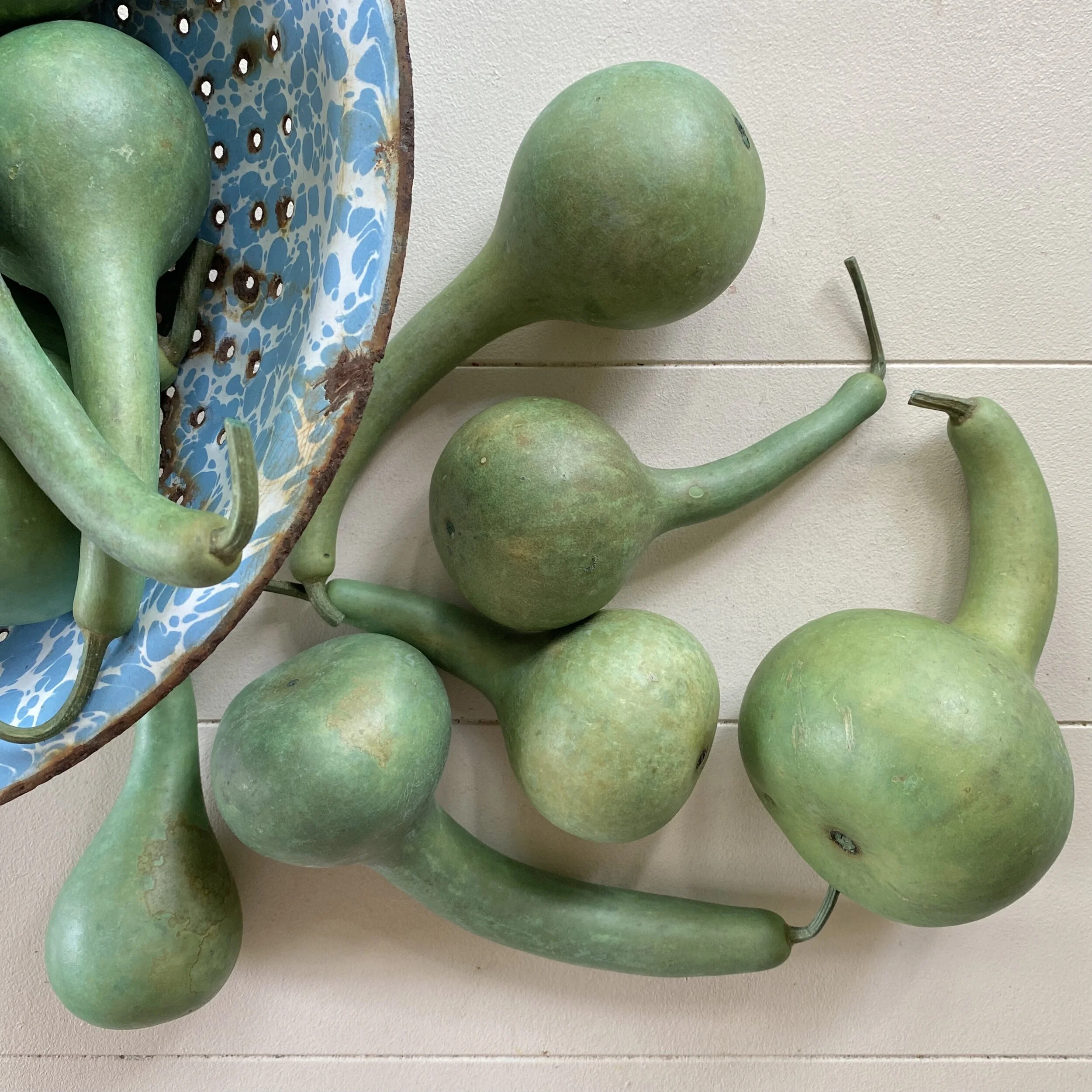 Green Dipper Gourd