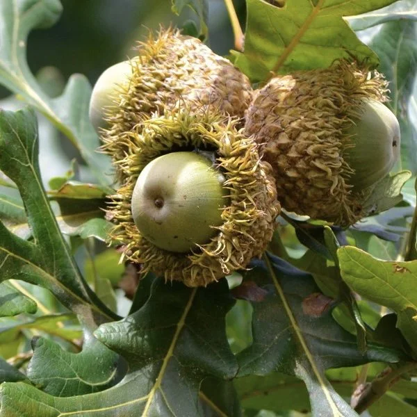photo-1-bur-oak-acorns.jpg
