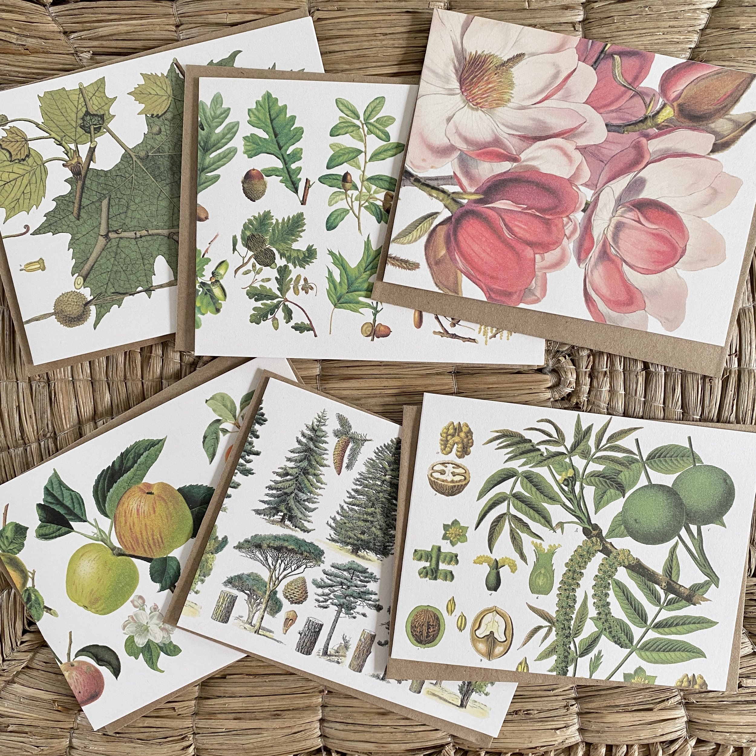 Tree Greeting Card Set