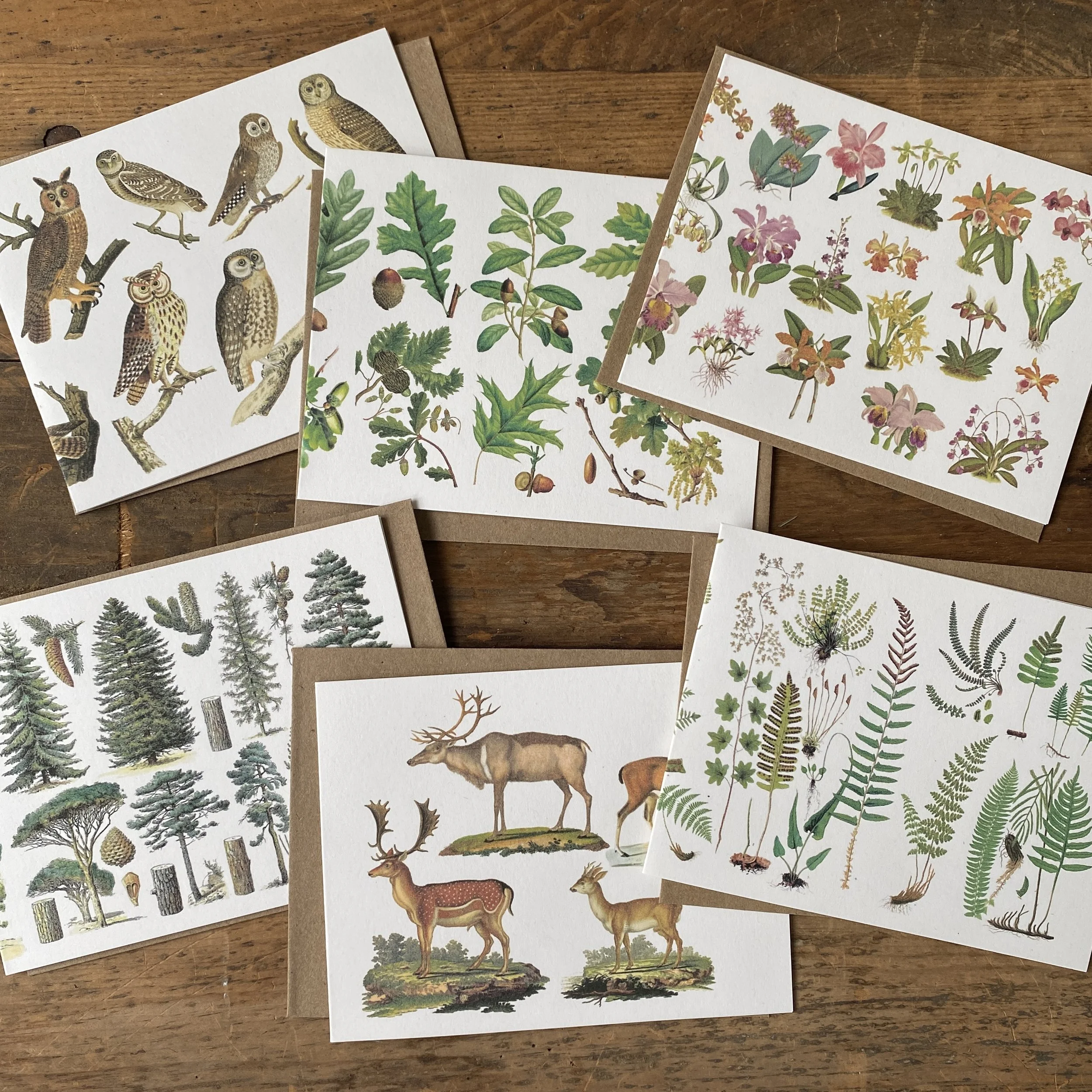 Woodland Greeting Card Set