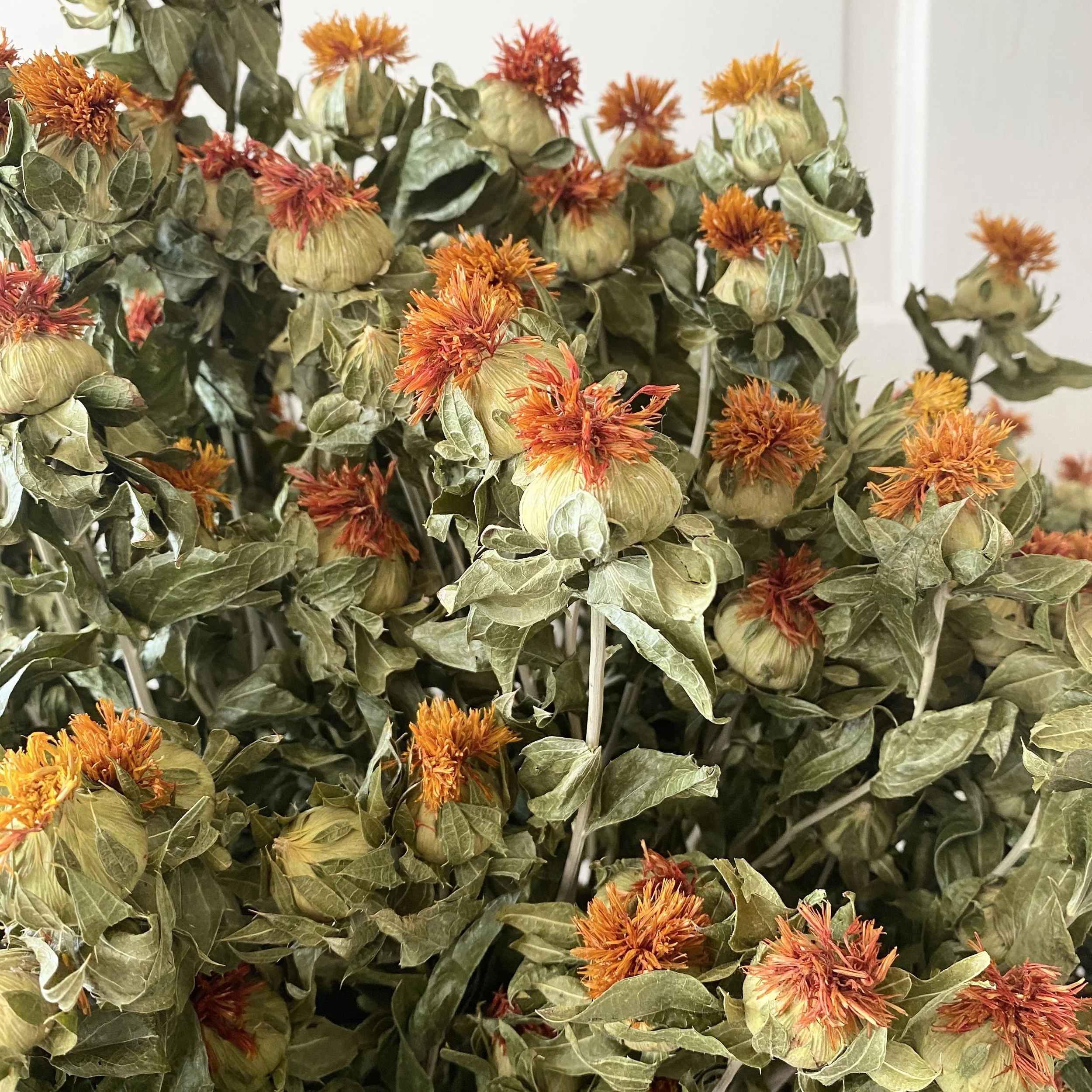 Dried Safflower
