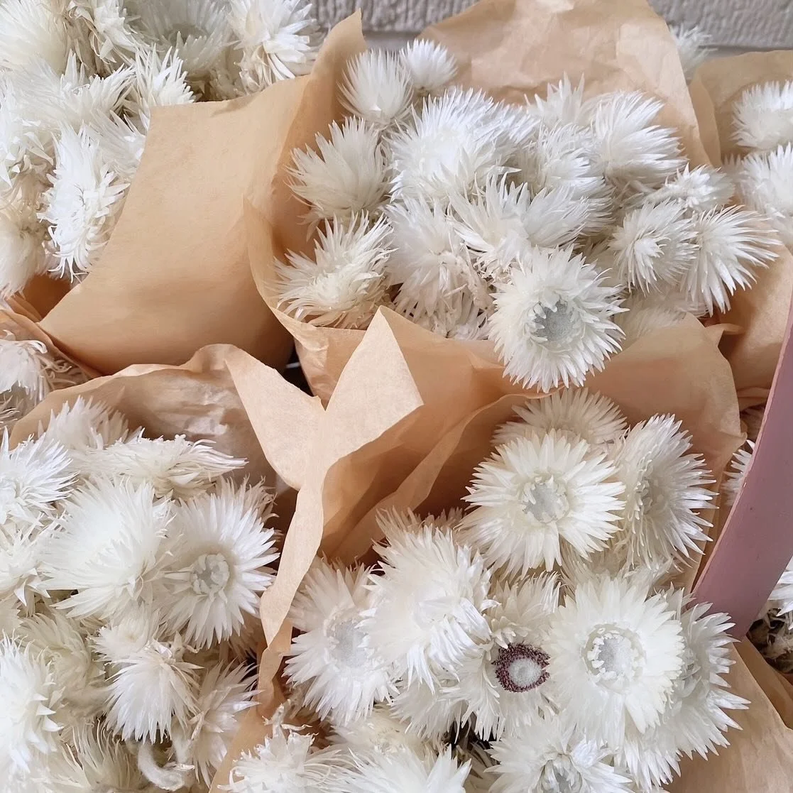 Everlastings, or helichrysum, are the quintessential dried flower. Now available by the bunch! 
.
.
.
#fruitandflower #flowershop #driedflowers #preservedflowers #drieddecor #driedflower #driedflorals #everlasting #florals #helichrysum #dreamy