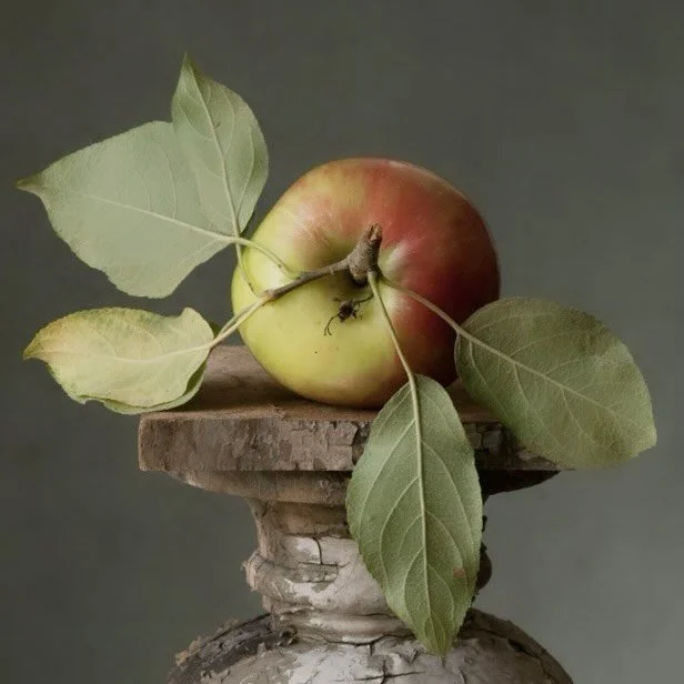 One week &lsquo;til Applefest in historic Franklin, Pennsylvania! 

Heirloom Apple, from the one and only @lynn.karlin, 2013 ✨
.
.
.
#fruitandflower #flowershop #driedflowers #preservedflowers #apple #applefest #franklinpa #pennsylvania #autumndrive 