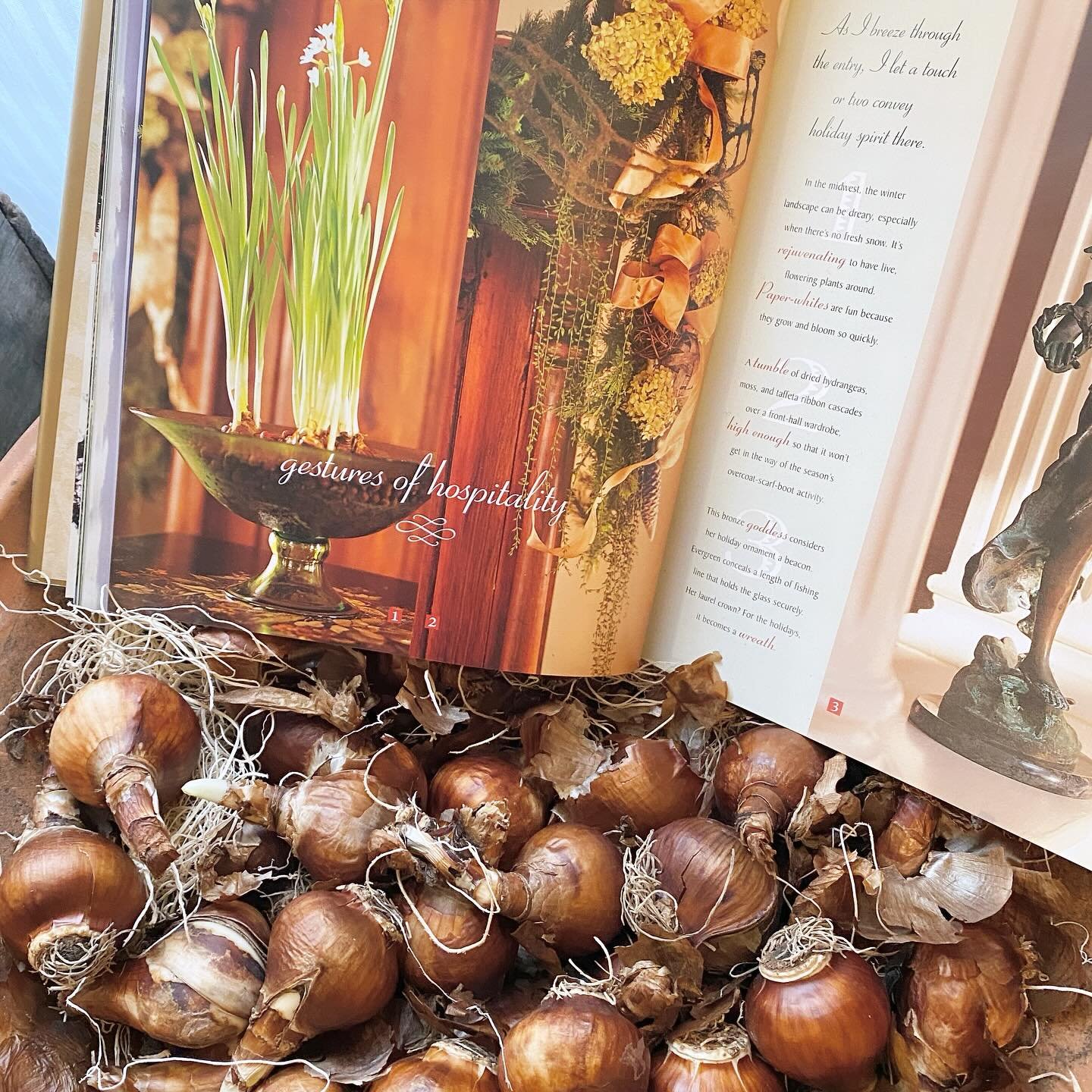 Now&rsquo;s the time to get your paperwhites started for Christmas season blooms! Keep a few on hand as simple gifts, a lovely way to keep fresh flowers blooming throughout the winter season. Available online and in-shop 🤍
.
.
.
#fruitandflower #flo