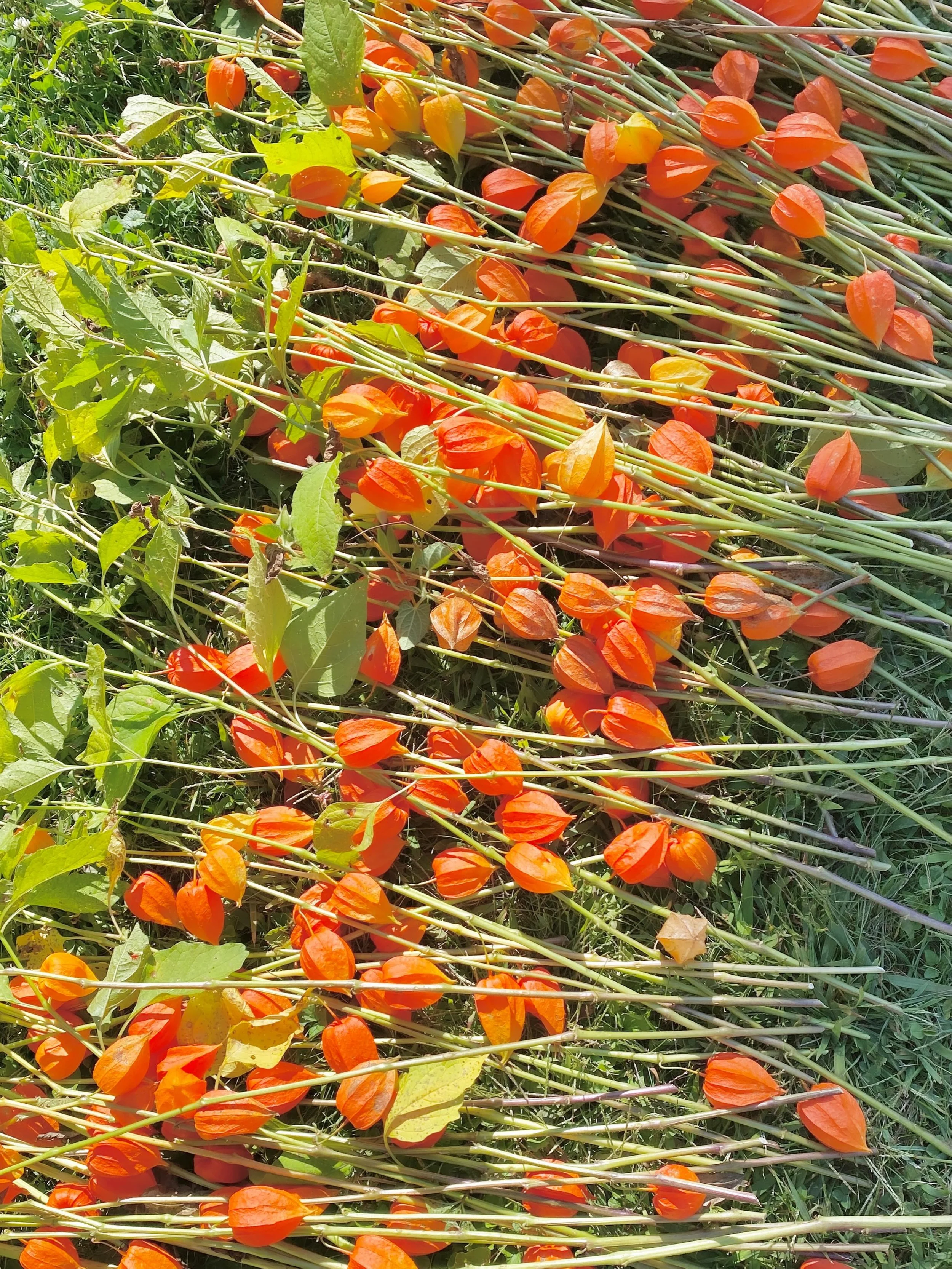First harvest is drying! 🧡
.
.
.
#fruitandflower #flowershop #driedflowers #autumnstyle #hellofall