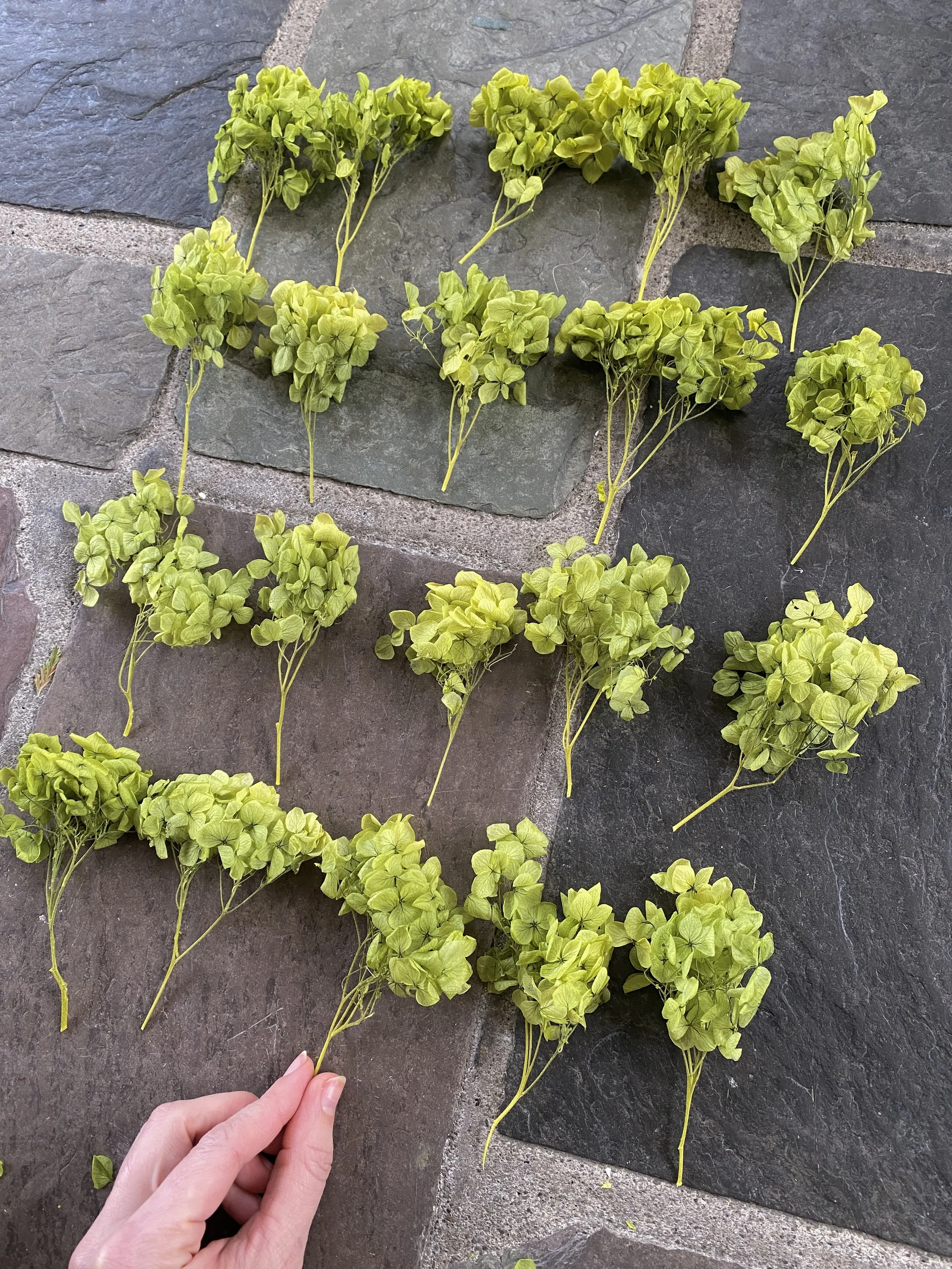 Preserved Green Hydrangea for Liliana